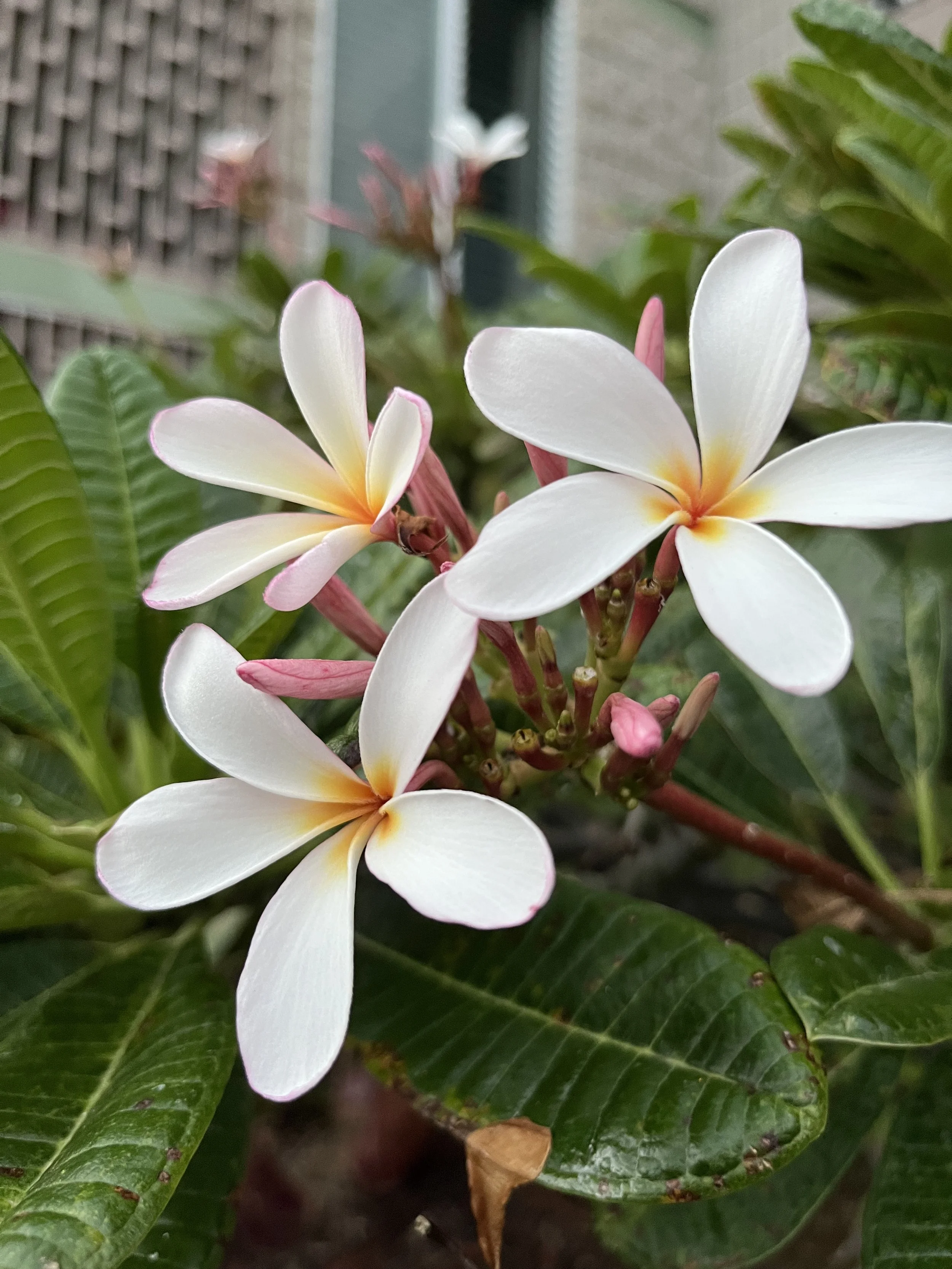 Gorgeous flowers in abundance