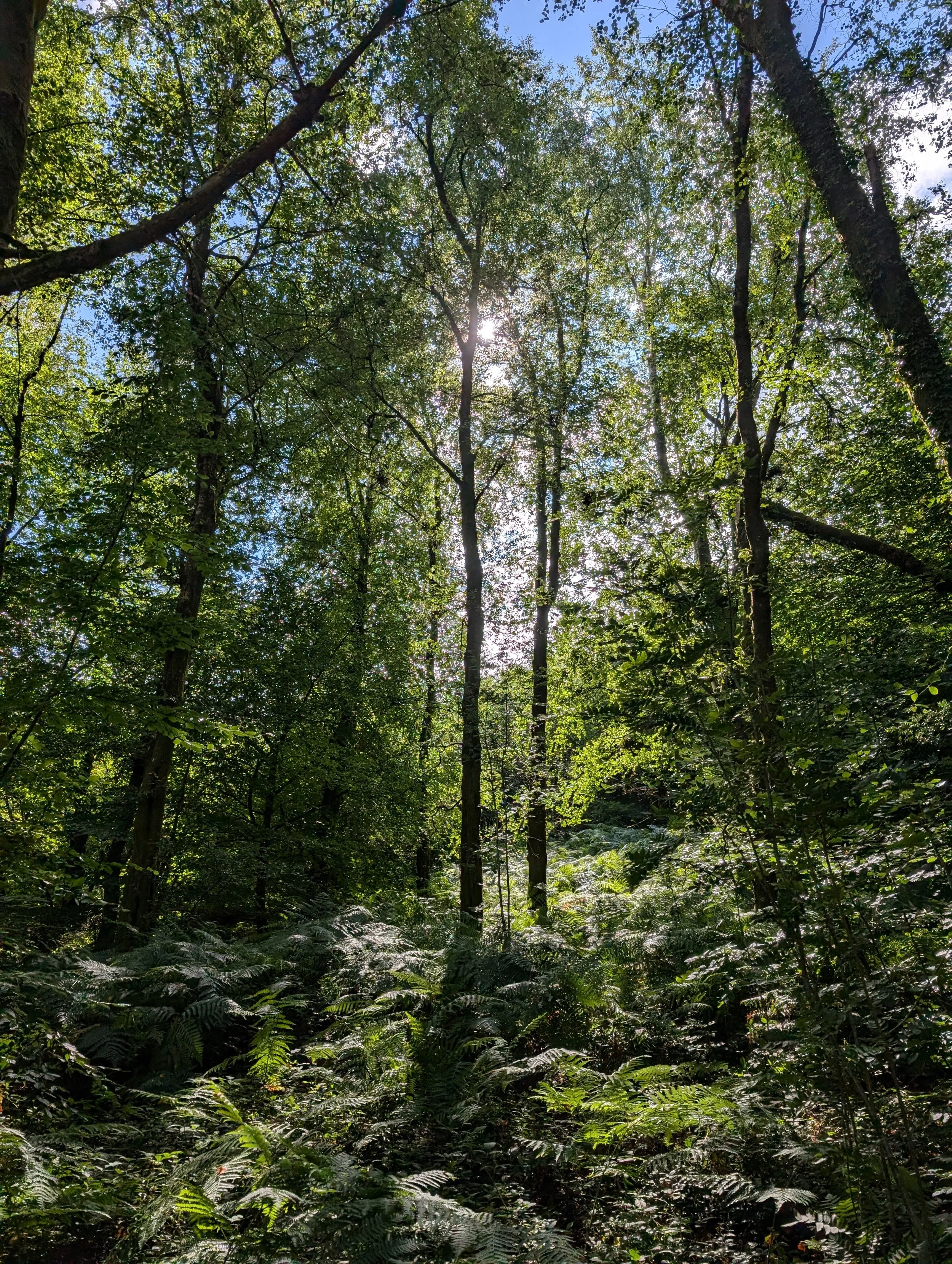 Sunlight filtering through a dense forest canopy, with tall trees and lush green ferns on the forest floor.