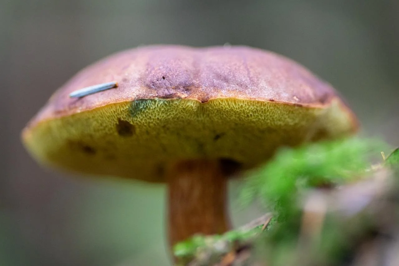Close-up of a mushroom with a pinkish cap and yellowish underside, growing on the forest floor with some green moss in the foreground.