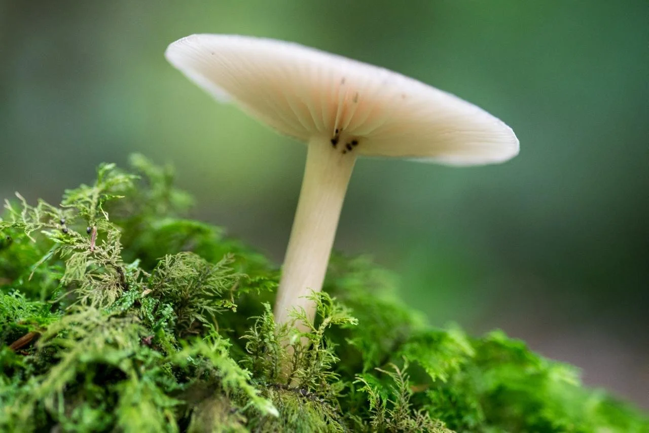 Close-up of a white mushroom with a light pink tint, growing on green moss in a forest.