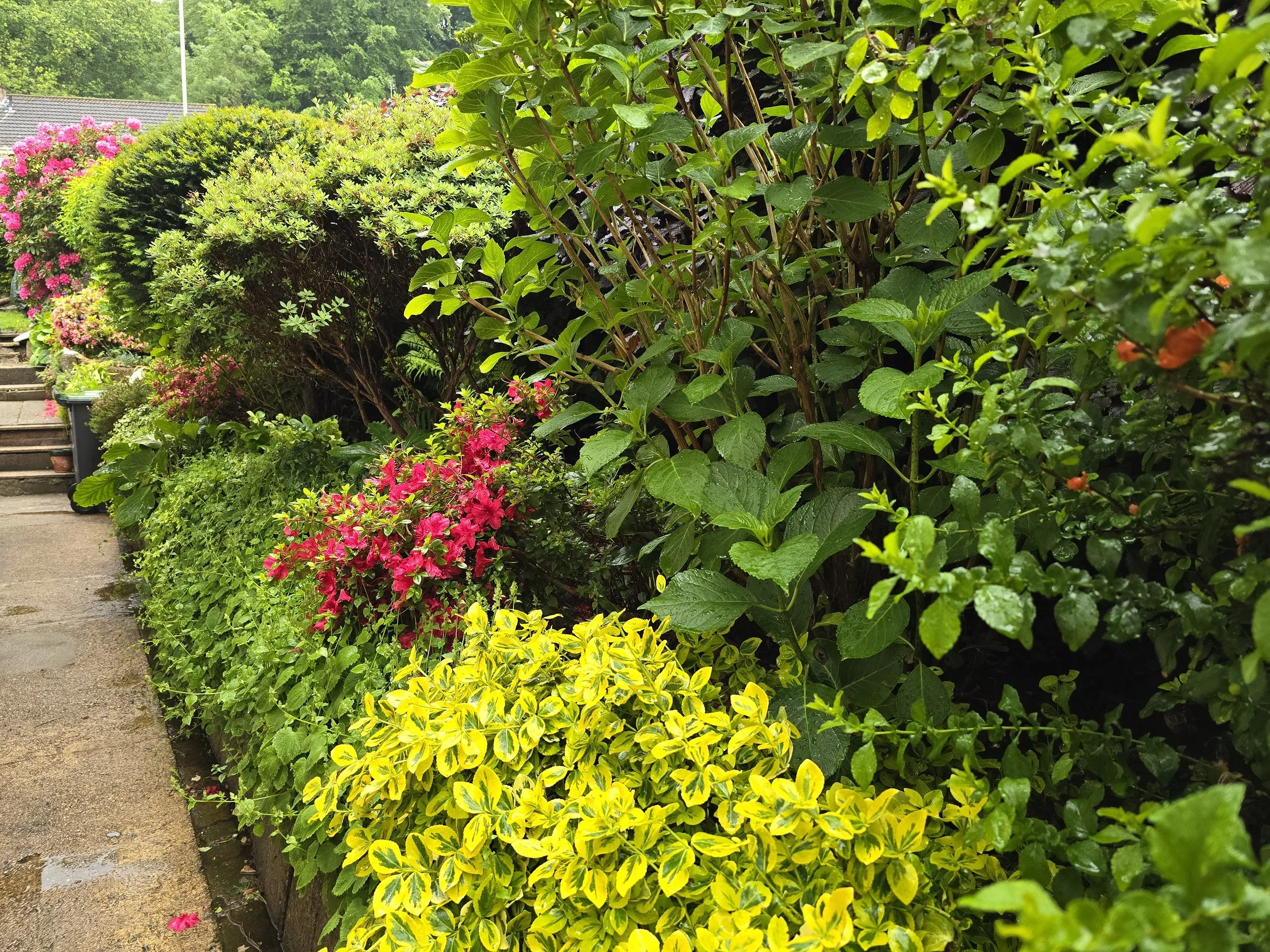 A garden with various green shrubs and colorful flowers, including pink, yellow, and purple, alongside a sidewalk and steps leading up to a house, with trees and rooftops in the background on a rainy day.