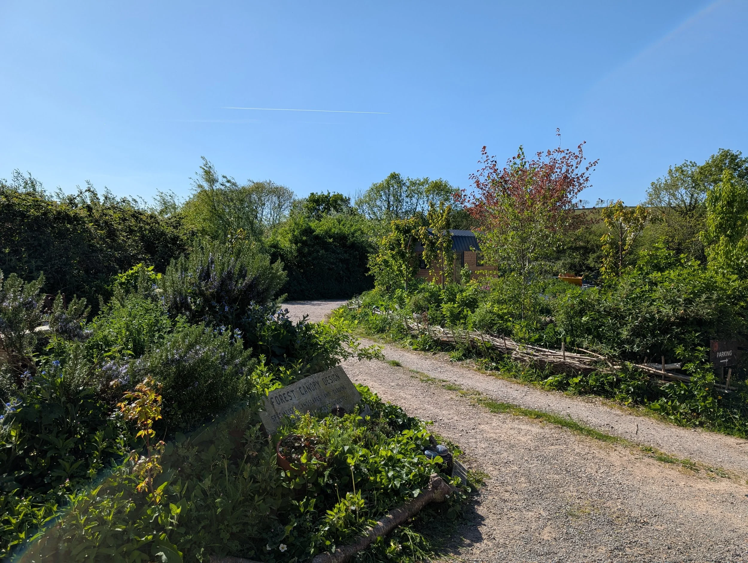 A gravel pathway winding through a lush garden with various green plants and trees, under a clear blue sky.