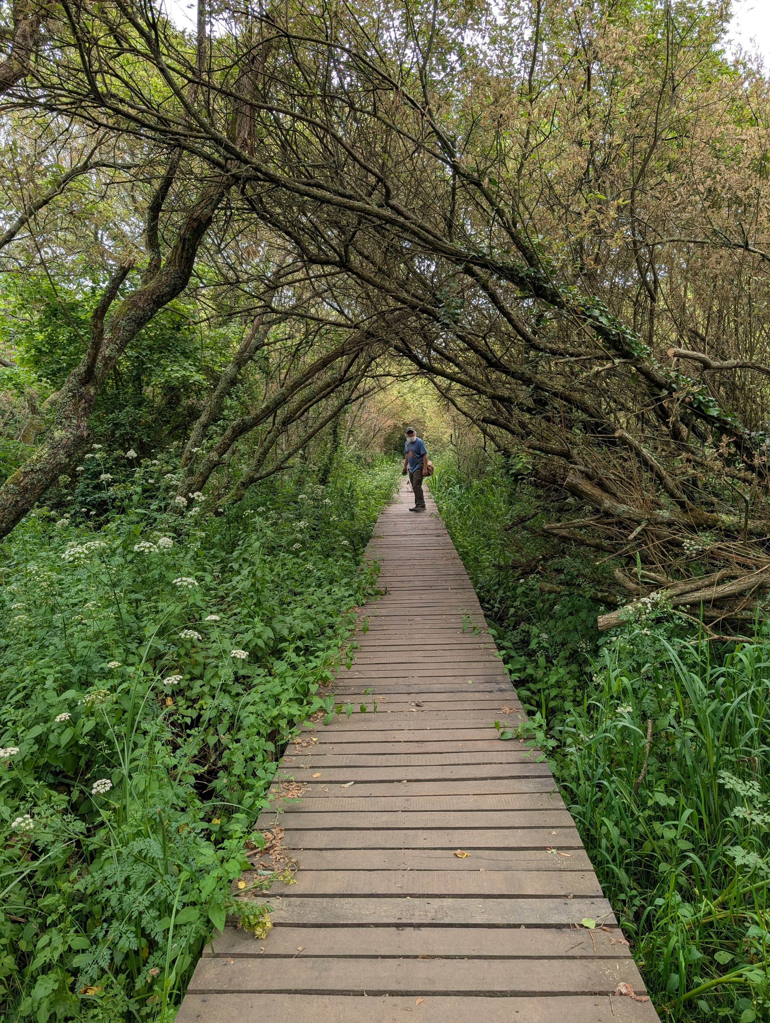 A person walking on a narrow wooden boardwalk trail through dense green forest with overhanging trees and lush vegetation.