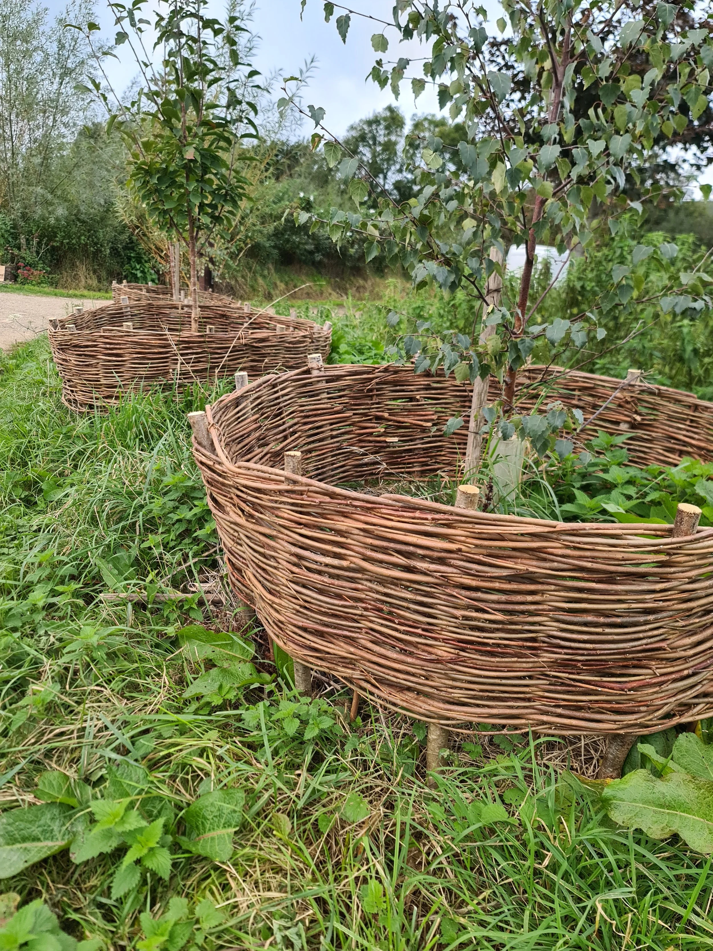 Wicker plant protectors around young trees in a grassy garden area.