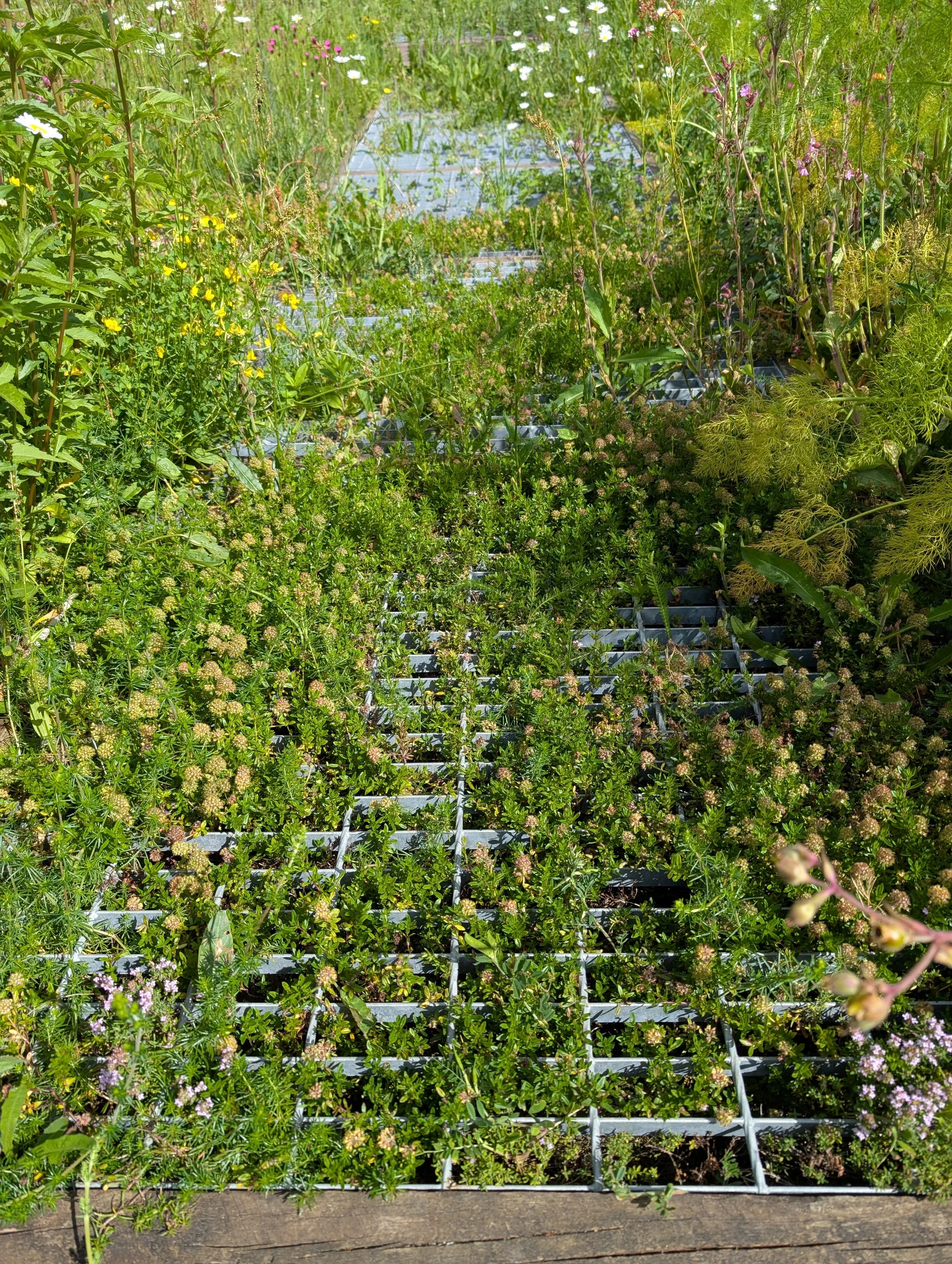 Lush green plants and wildflowers growing through a metal grid on a garden or farm bed under sunlight.