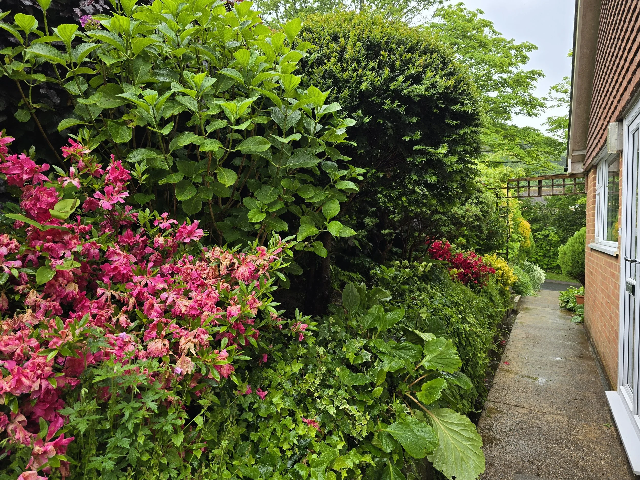 A narrow garden path beside a brick house, bordered by lush green bushes and colorful flowering plants, with trees in the background on a rainy day.