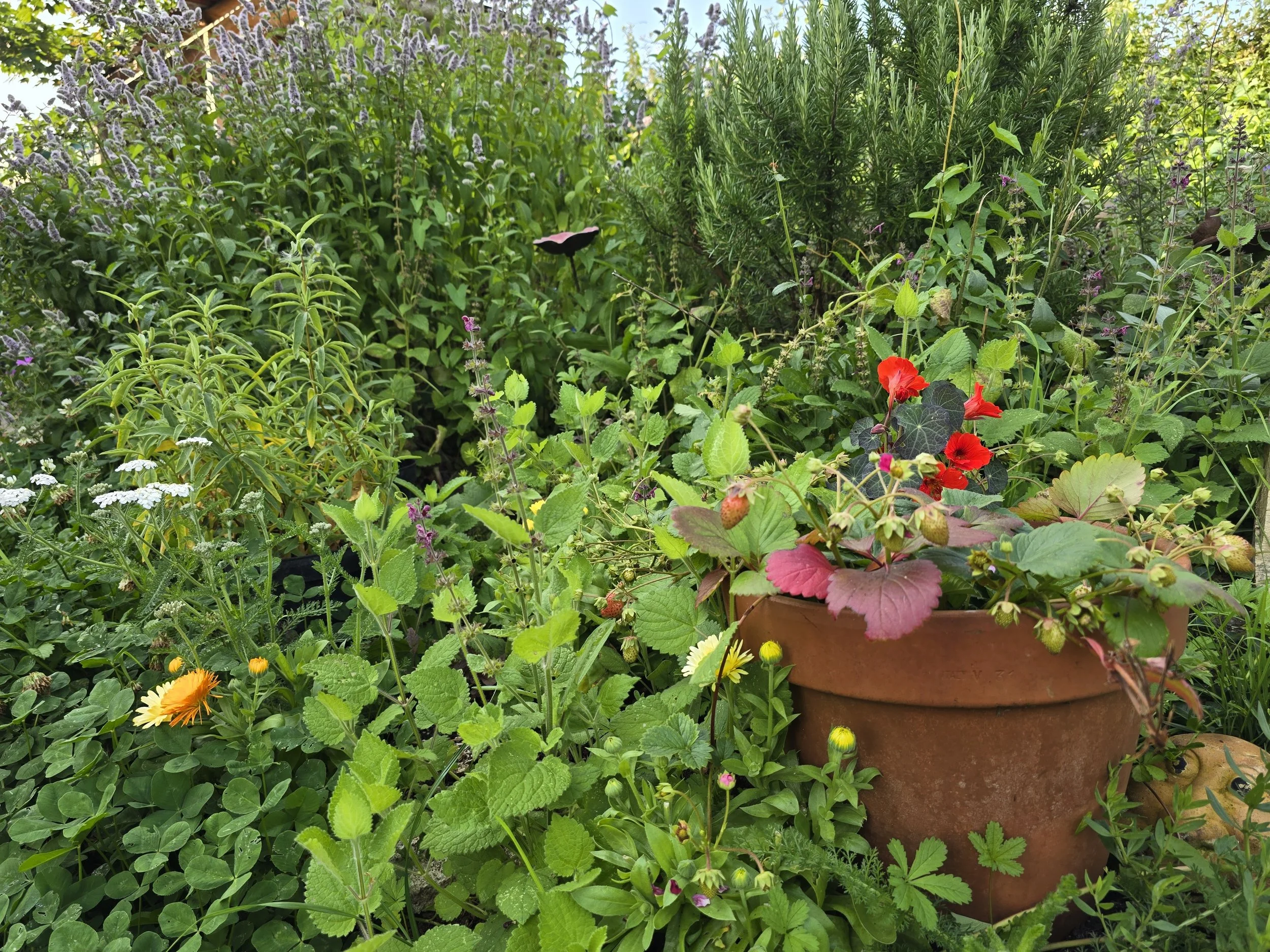 A lush garden with a variety of green plants, including a potted plant with red flowers in the foreground.