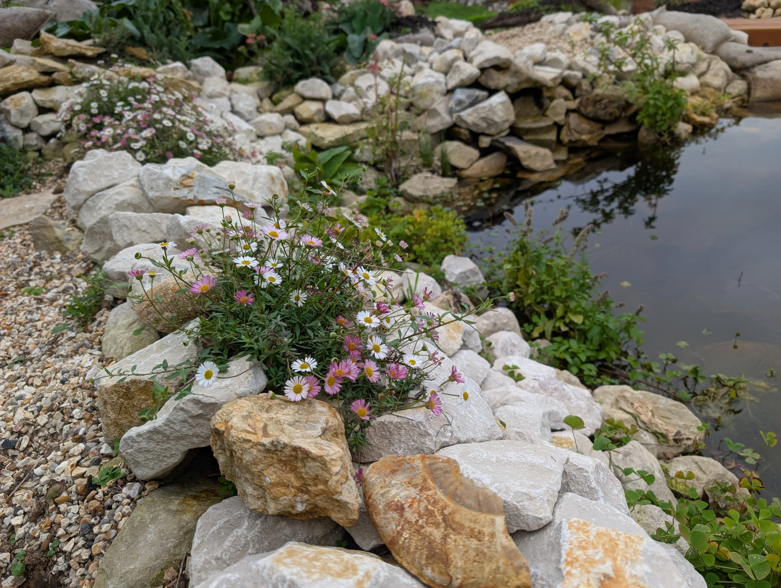 A landscaped garden with a pond, surrounded by rocks and blooming pink and white daisies and green plants.