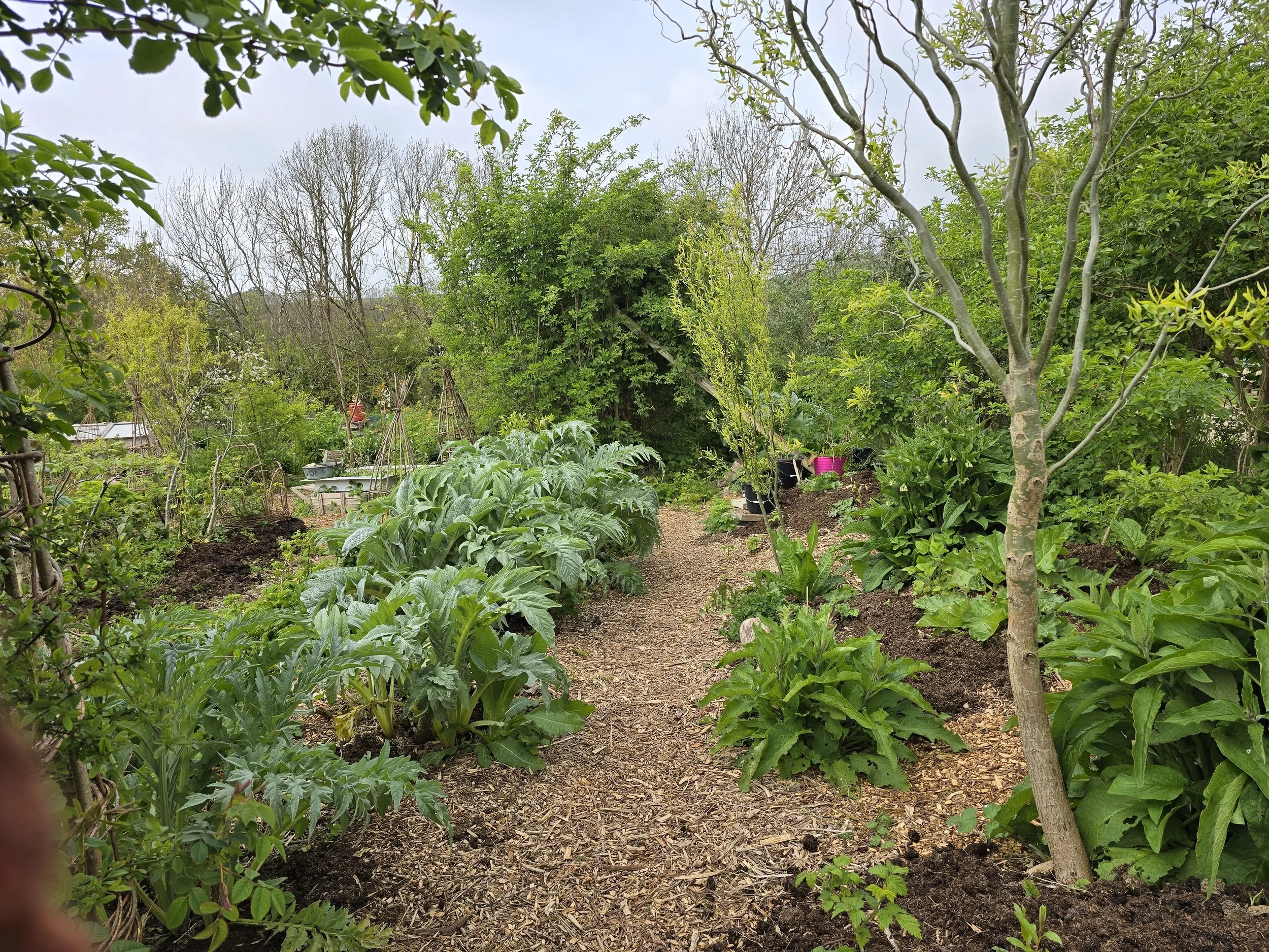 A lush vegetable garden with a dirt pathway running through the center. On the left side, there are rows of leafy green plants, possibly lettuce or cabbage. On the right side, there's a small tree with minimal leaves, and various potted plants in the background. The garden is surrounded by trees and greenery, with a cloudy sky overhead.