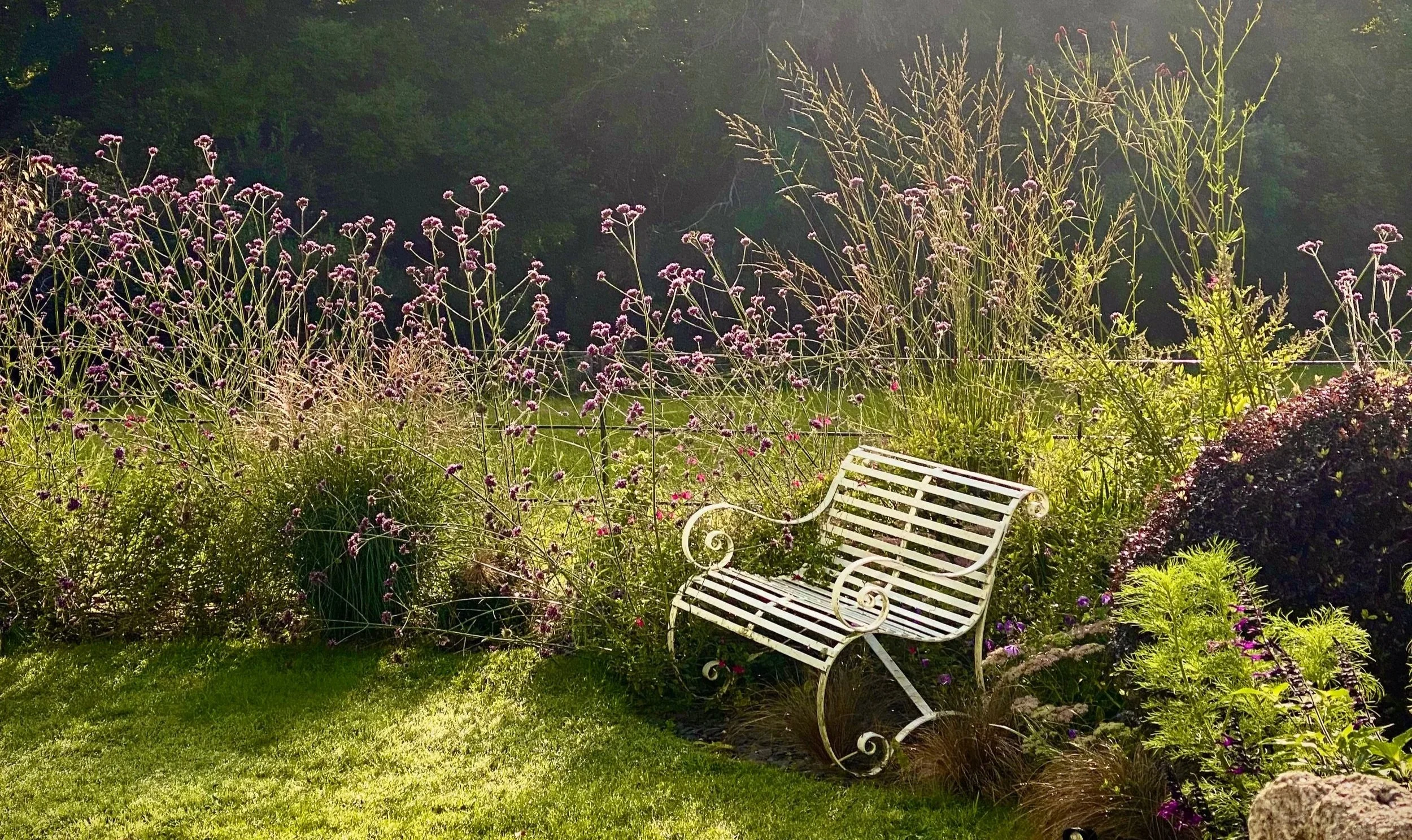 White metal garden bench positioned among flowering plants and long grass in a heritage garden, with soft evening sunlight and trees in the background creating a calm, reflective atmosphere.