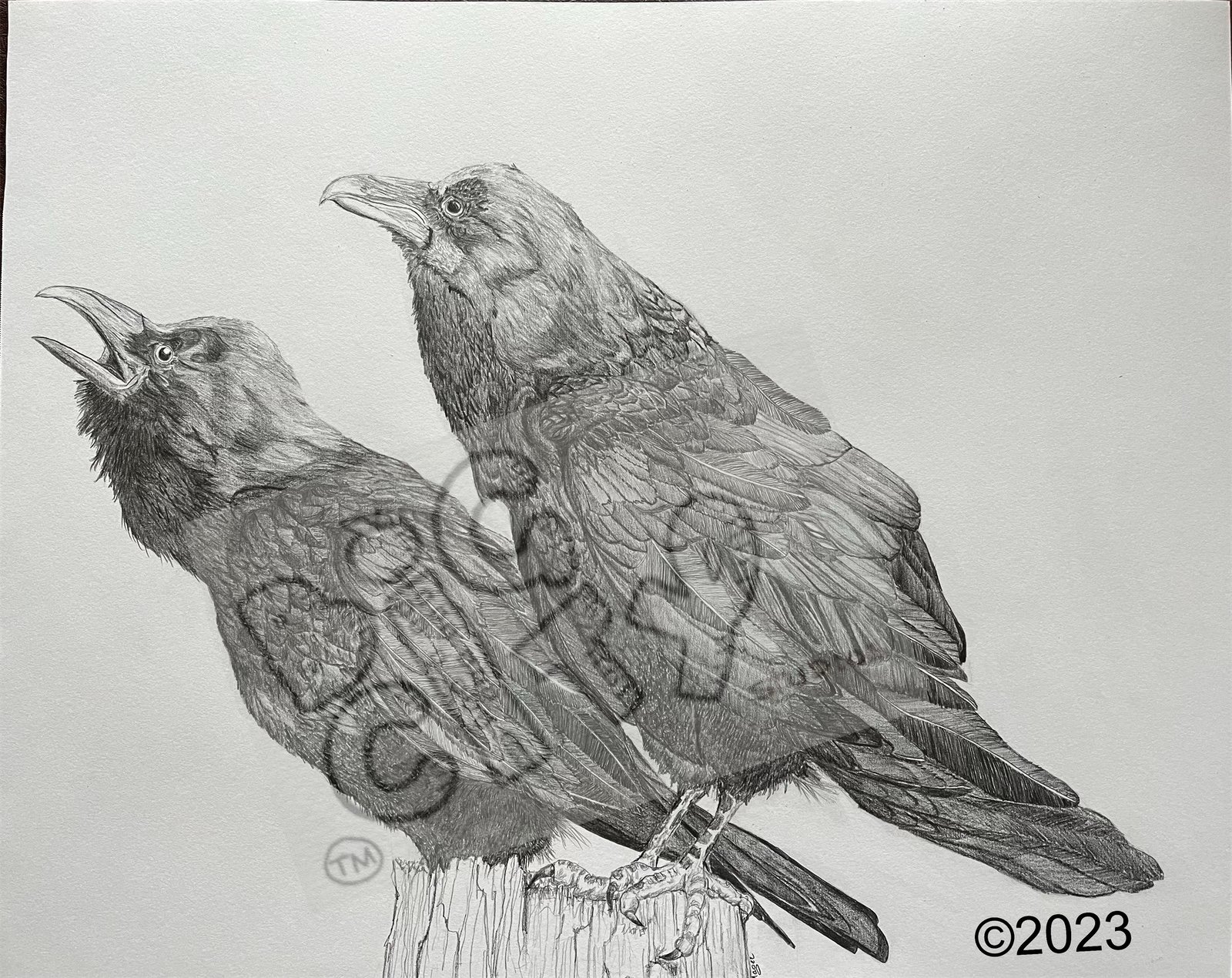 ravens watermark 2023.jpeg