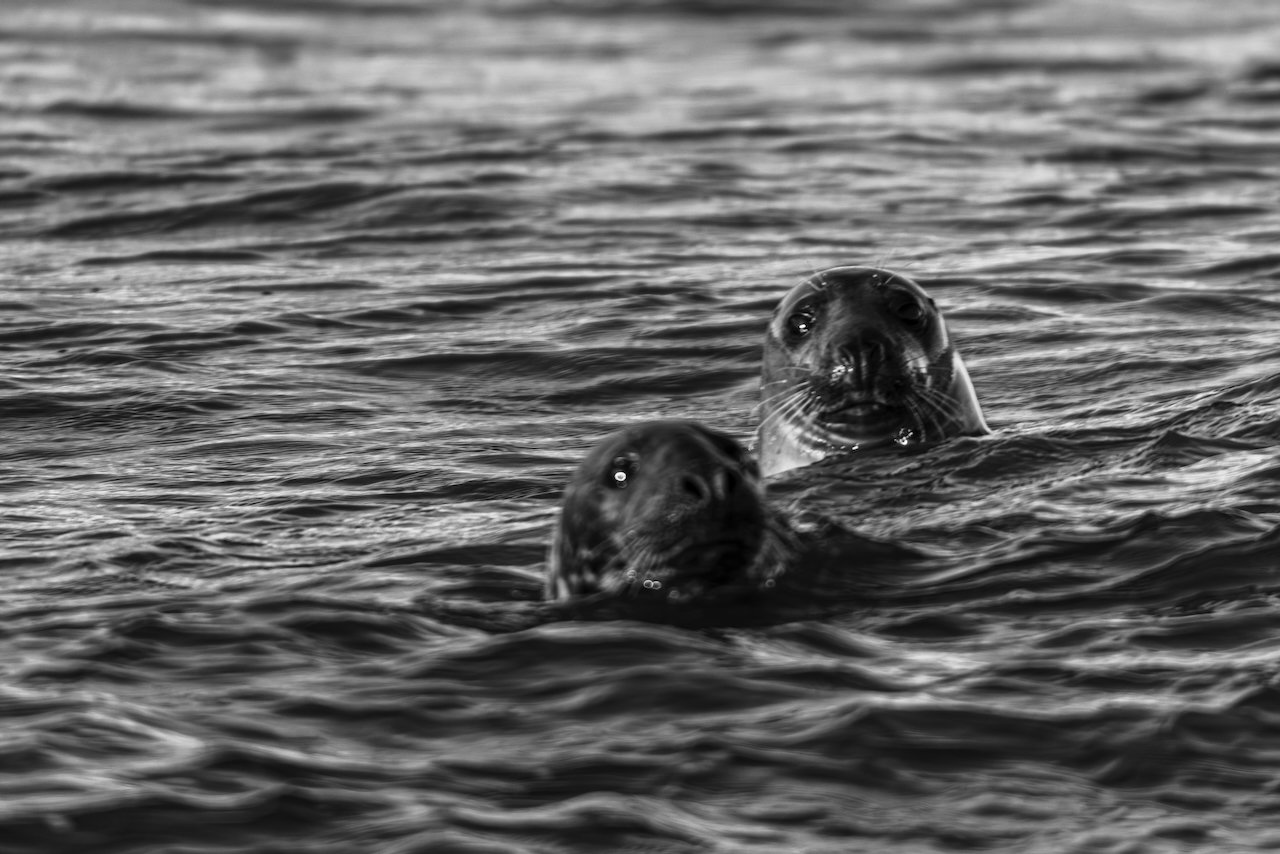 Two seals 