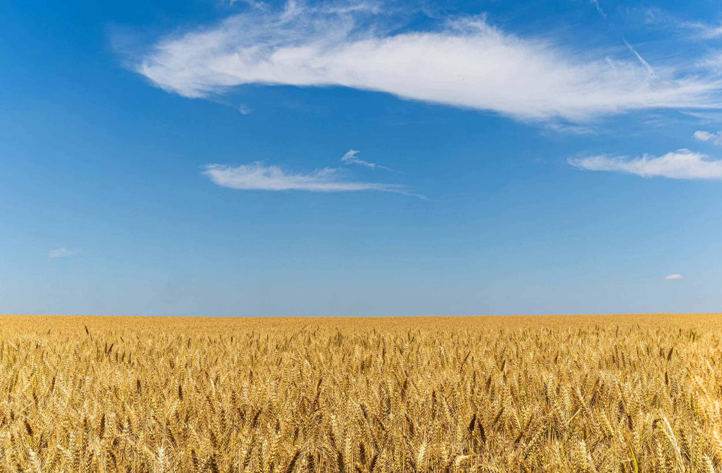 Corn Field.jpg