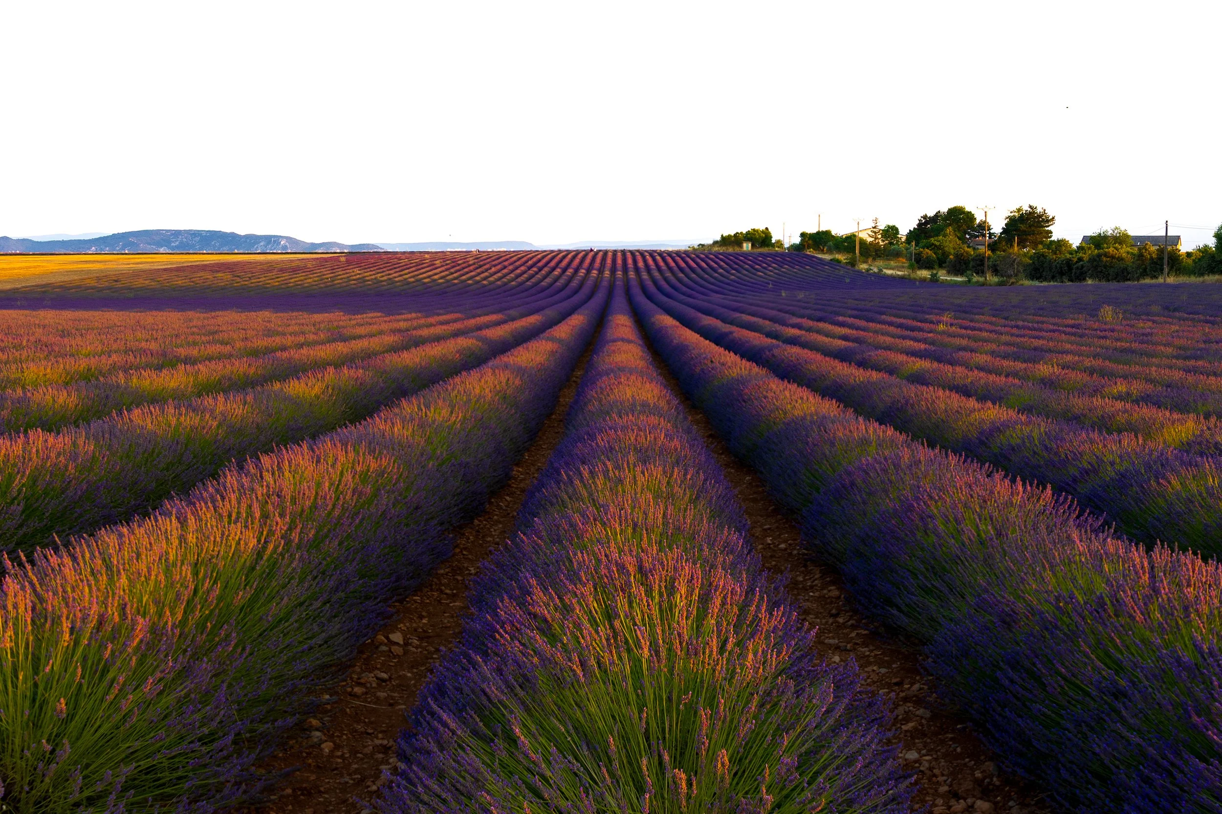 Lavender drive83-Edit.jpg