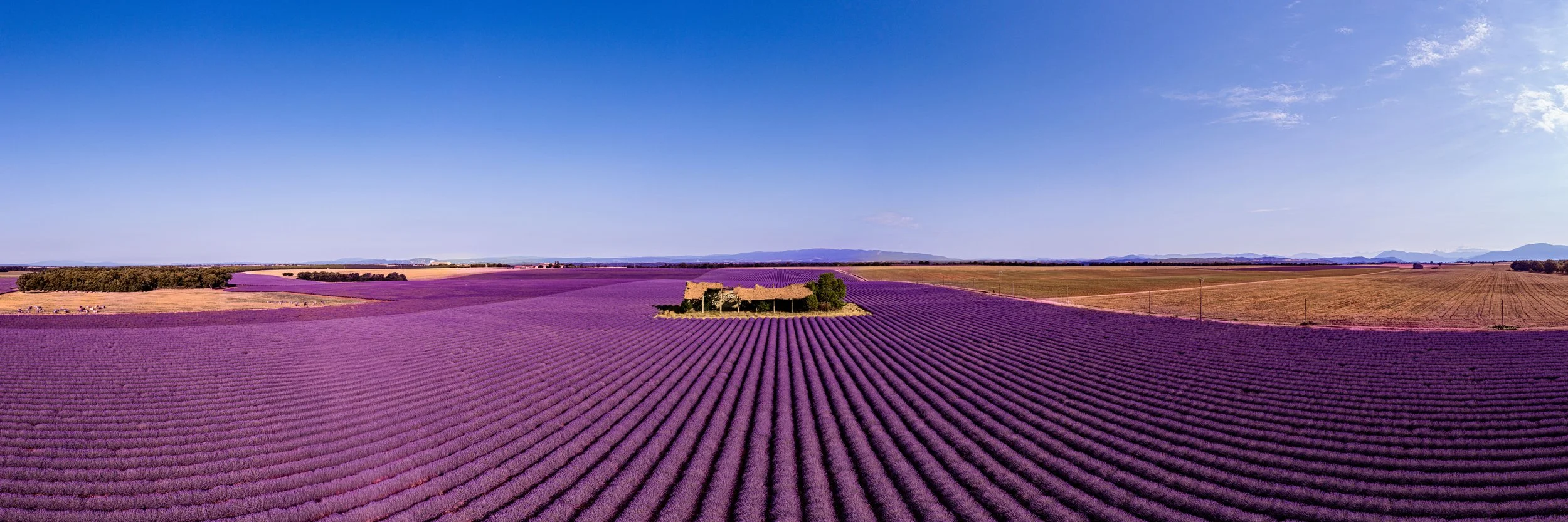 Panoramic view of lavender fields in Provence, France, with purple rows leading towards a farmhouse under a bright blue sky.