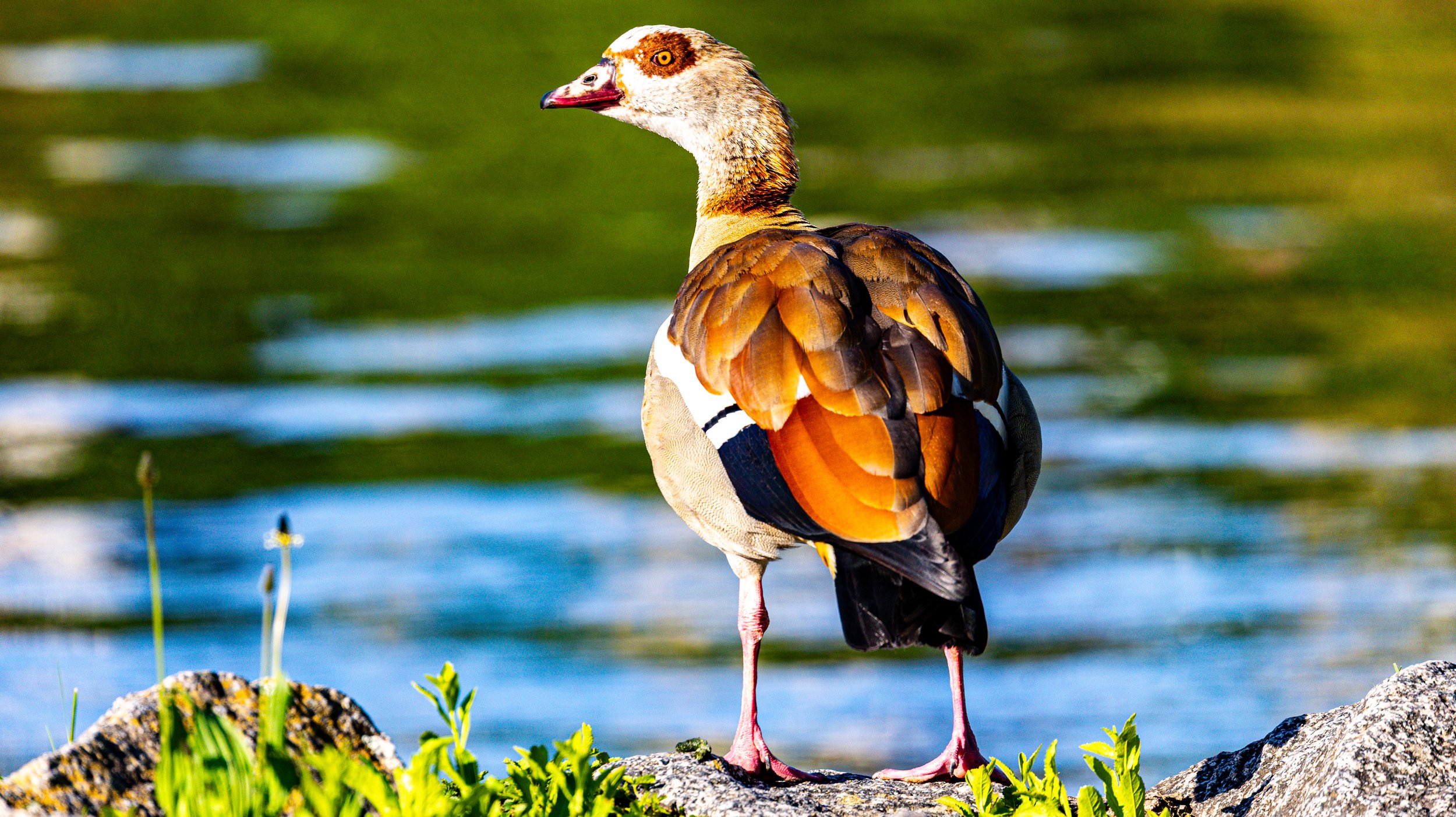Werthiem Water Fowl98.jpg