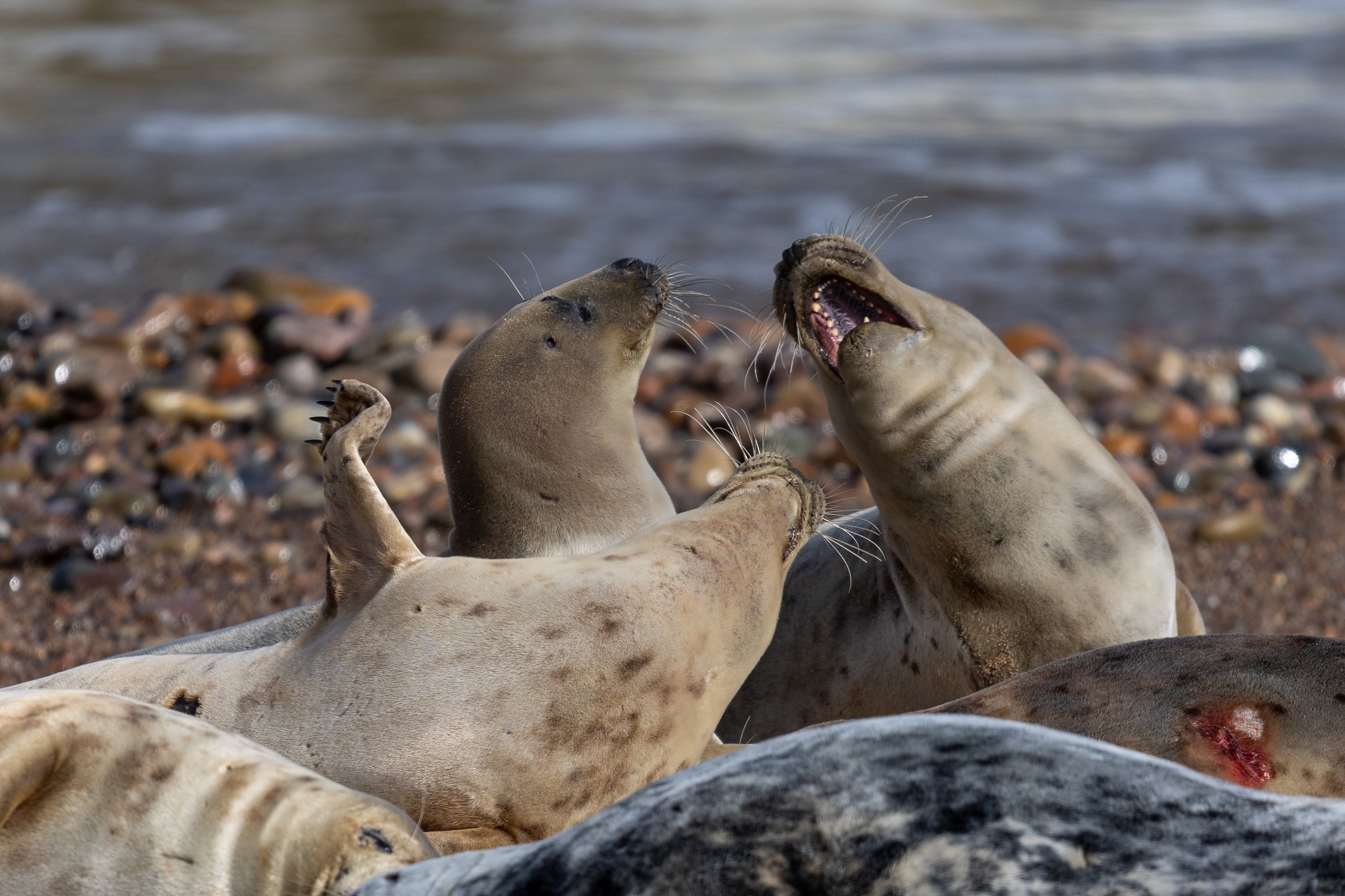 The seals of portgordon-22.jpg