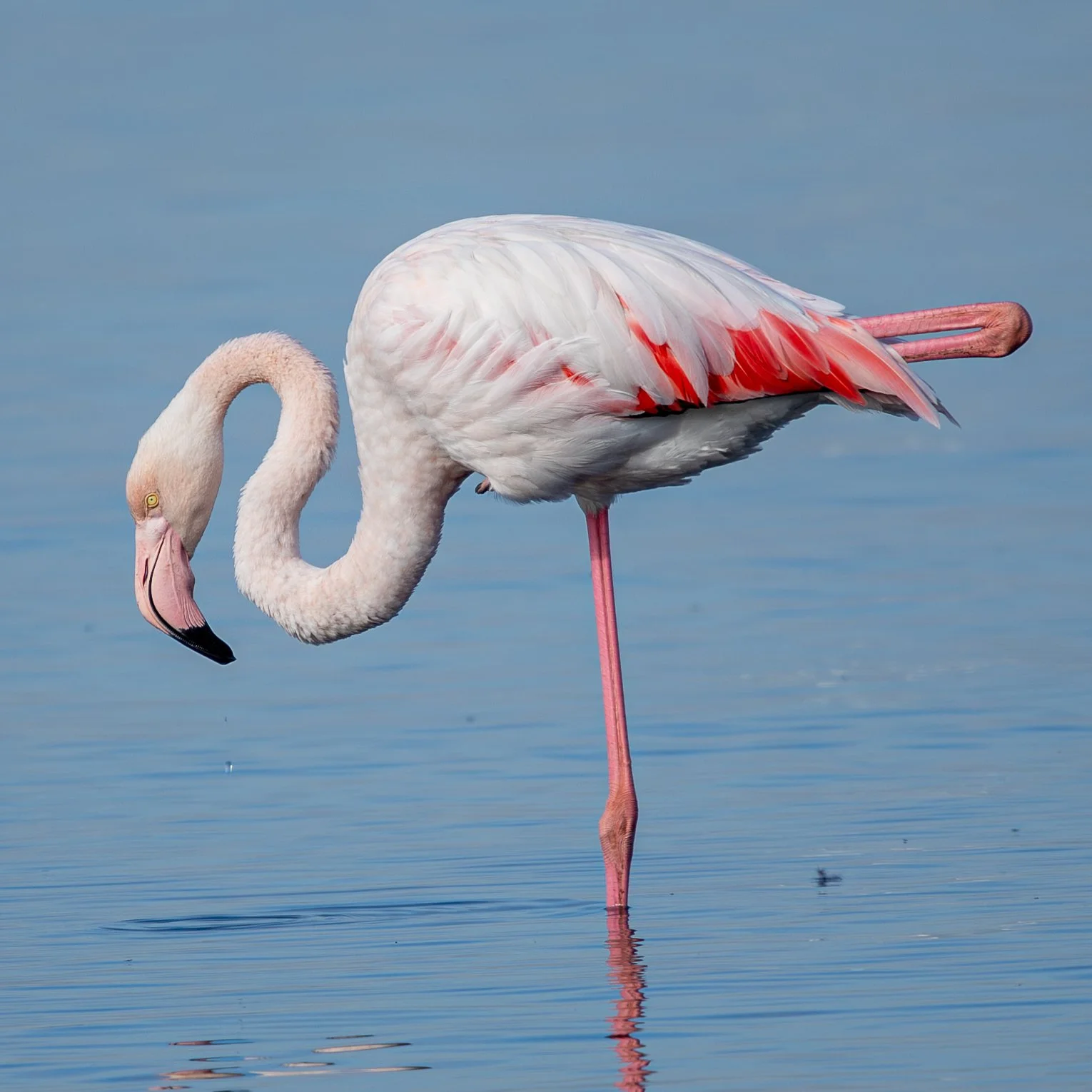 Flamingos-1.jpg