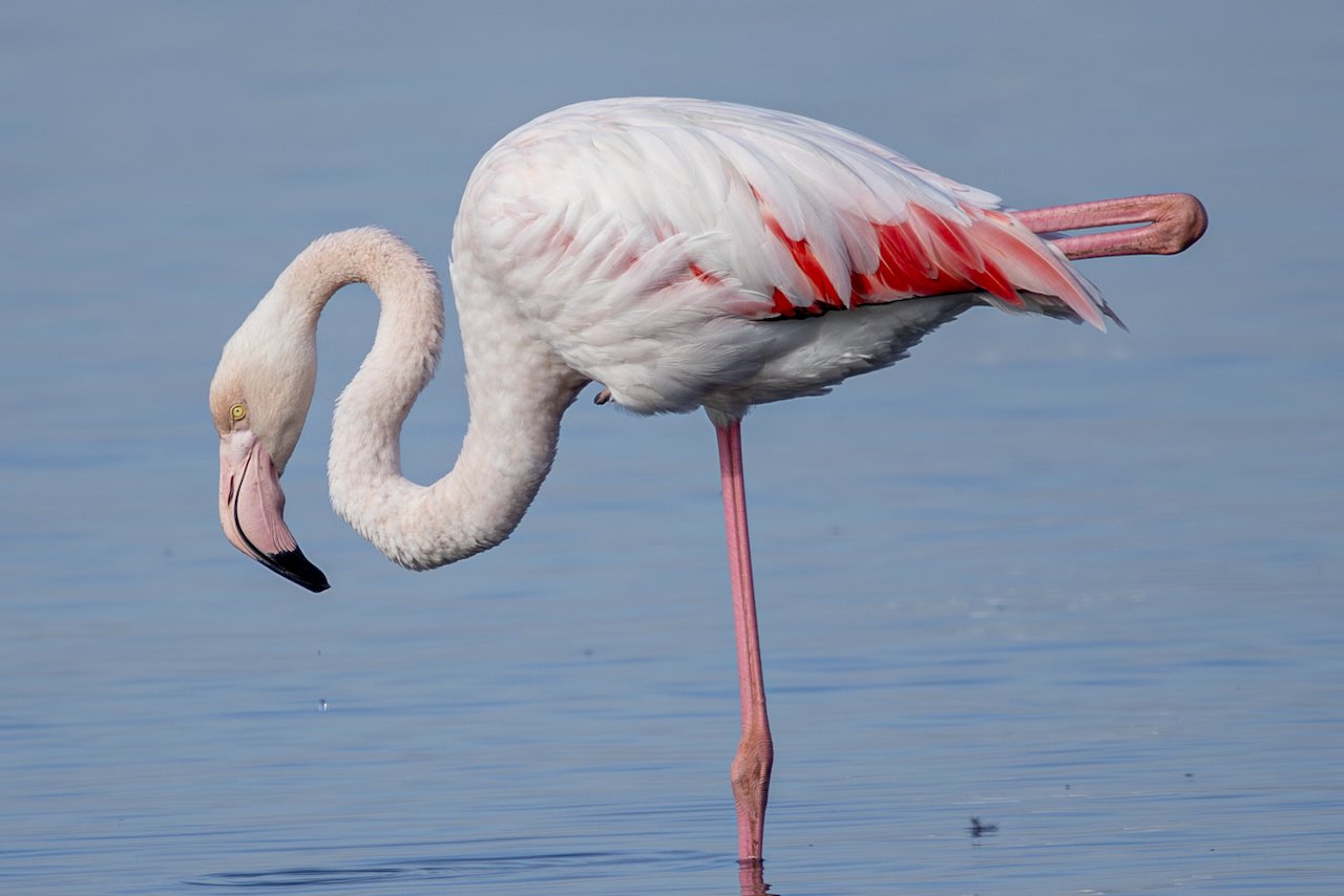 Flamingos-1.jpeg