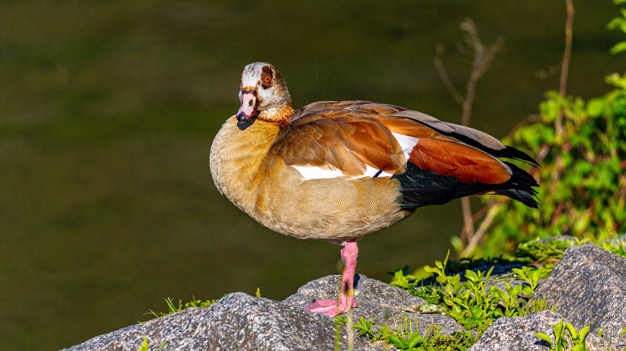 Werthiem Water Fowl17.jpg
