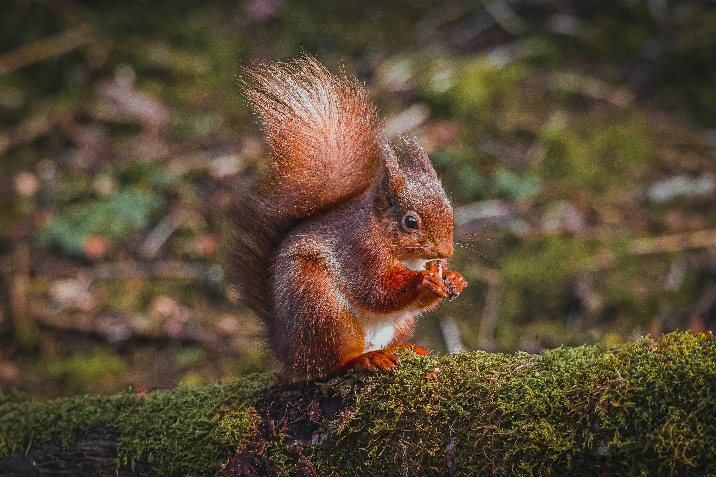 Red squirrel on log -4.jpg