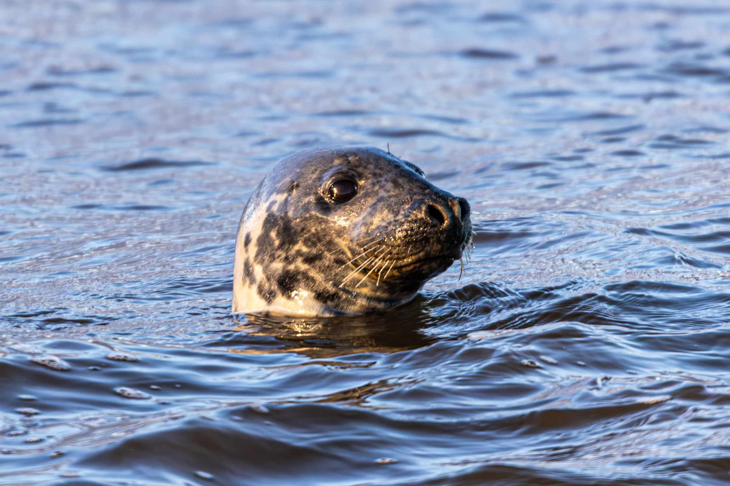 The seals of portgordon-2.jpg