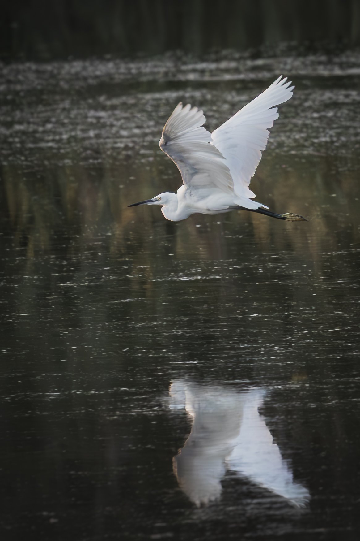 Egret -3.jpg