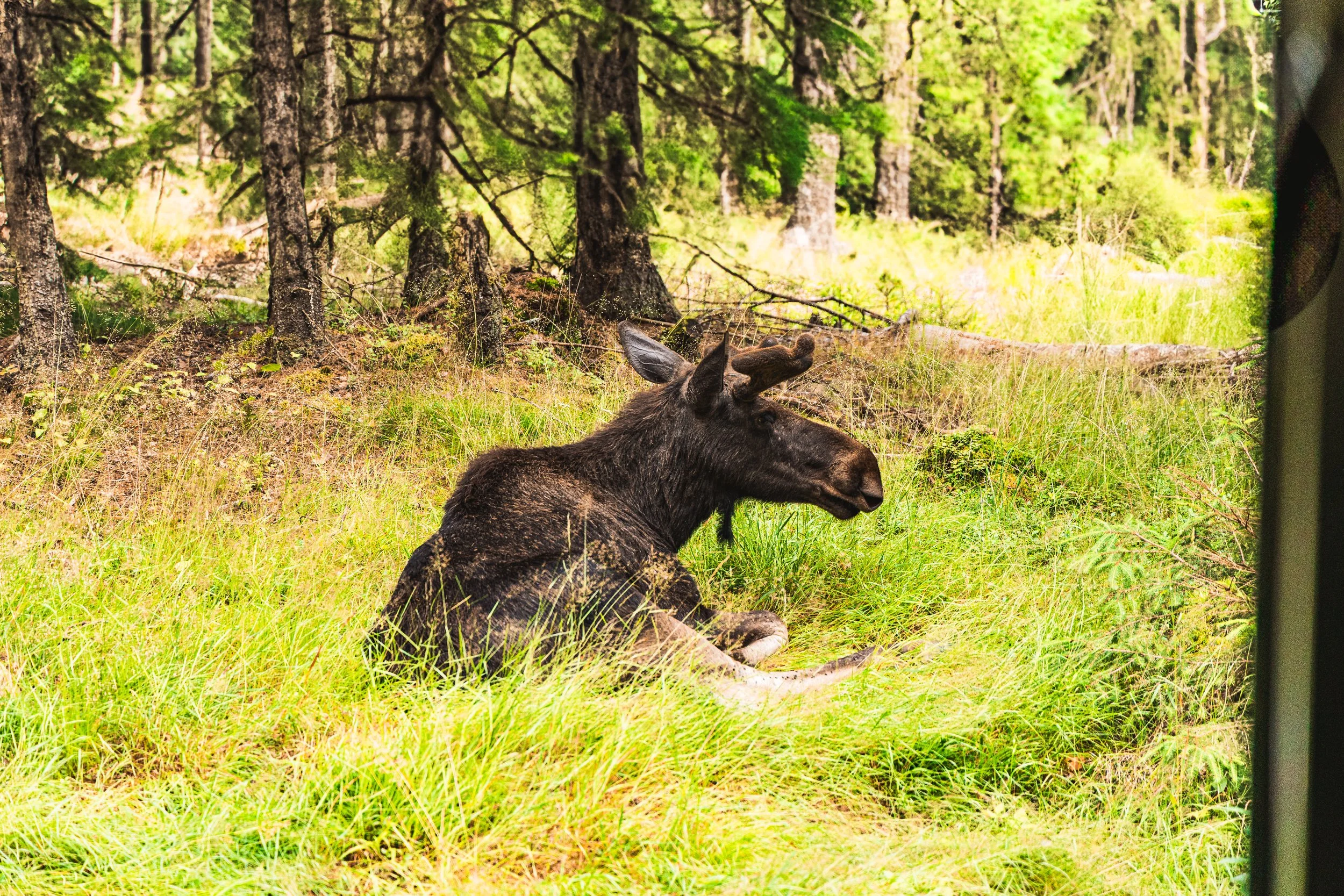 Moose85.jpg