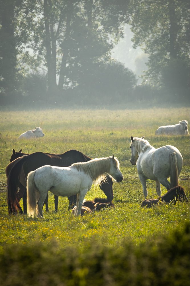 wildlife55.jpeg