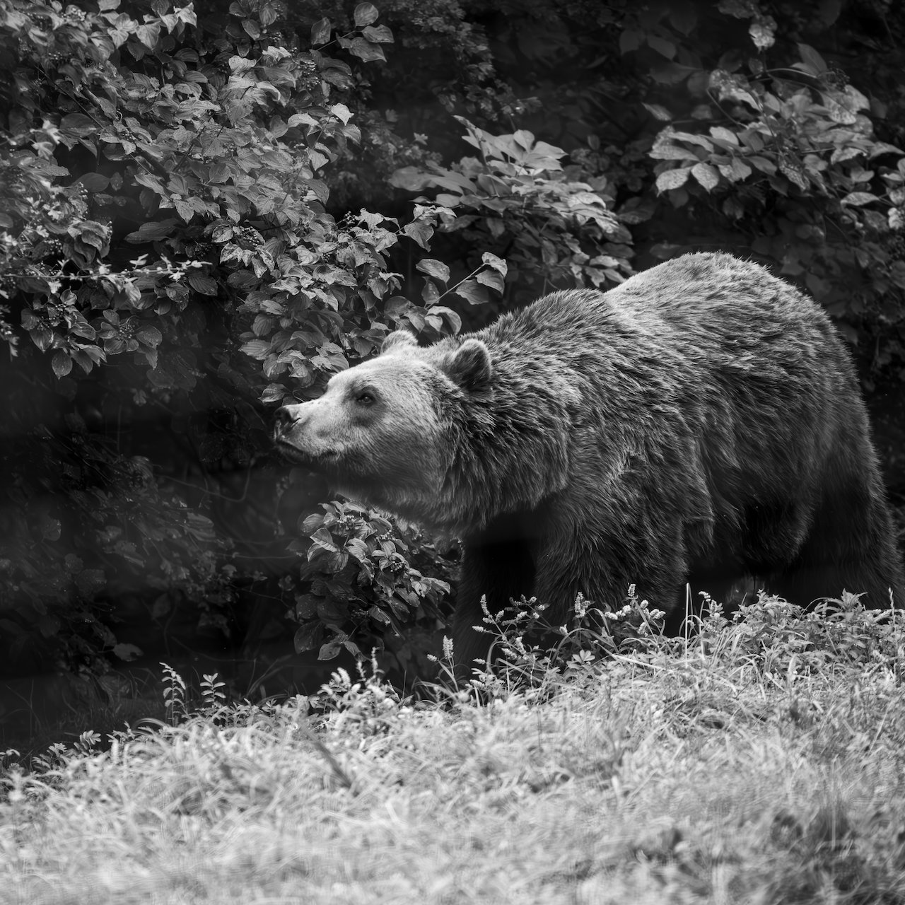 Romanian Bears 