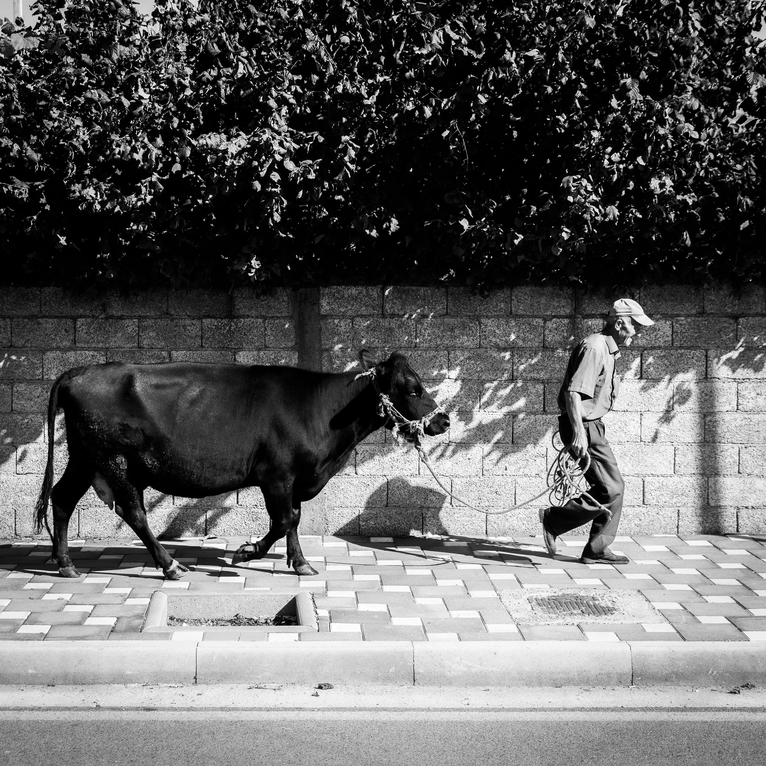 Walking the cow-2.jpg