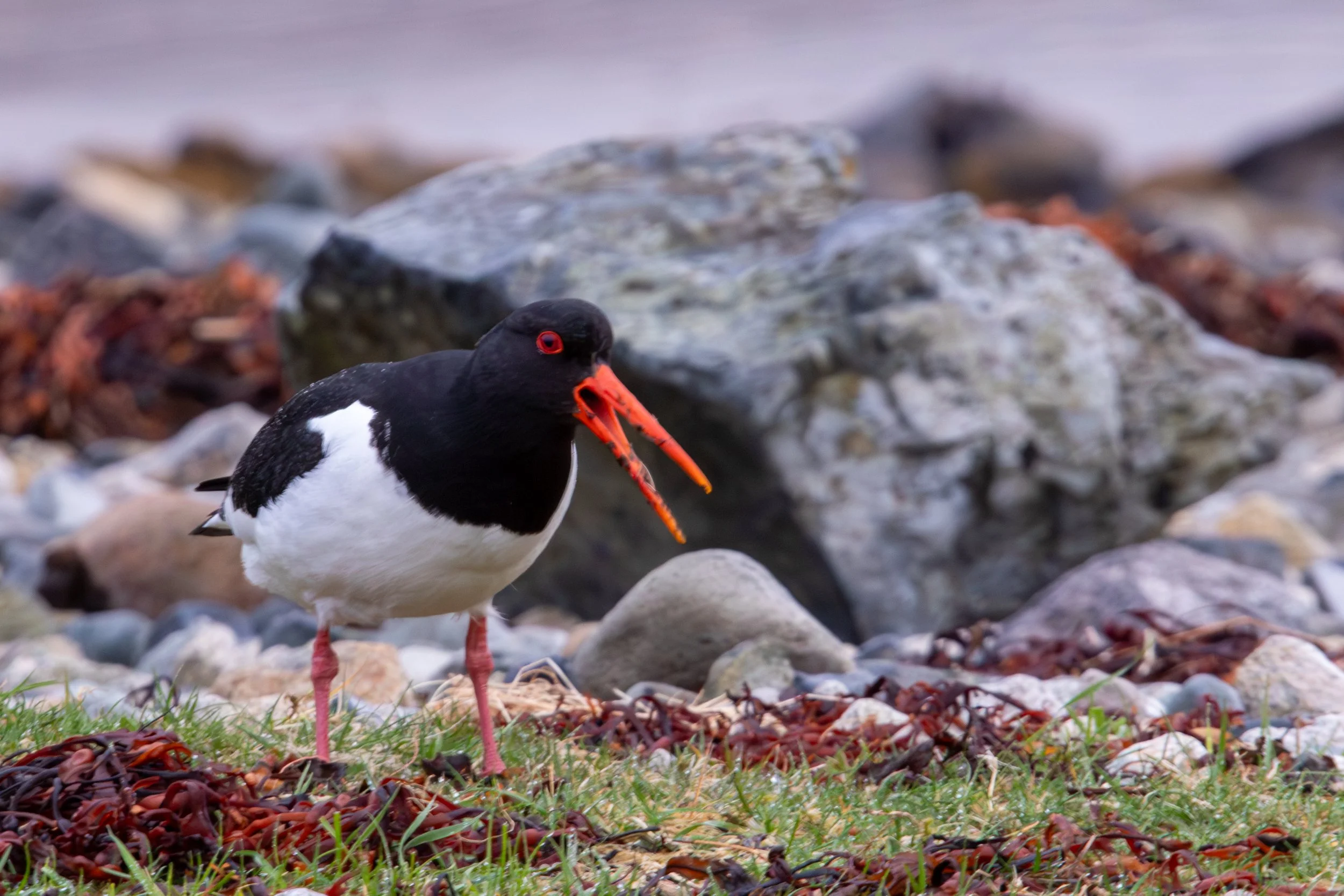 Oystercatcher 3-Enhanced-NR.jpg