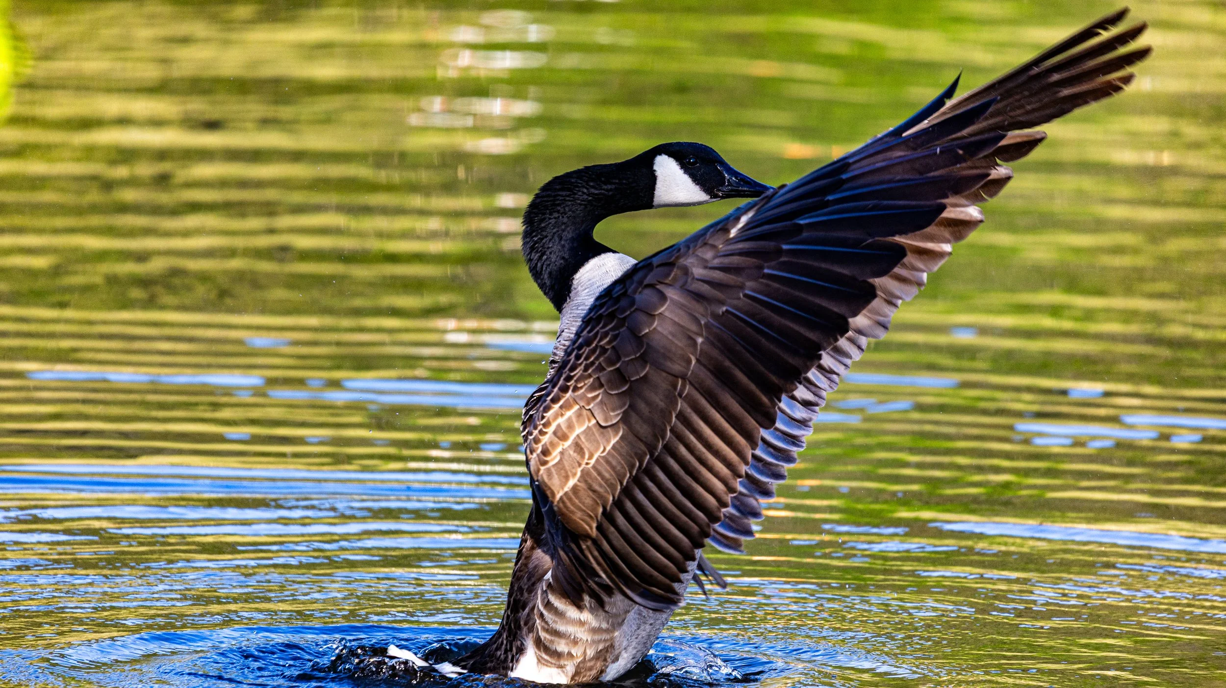 Werthiem Water Fowl73.jpg