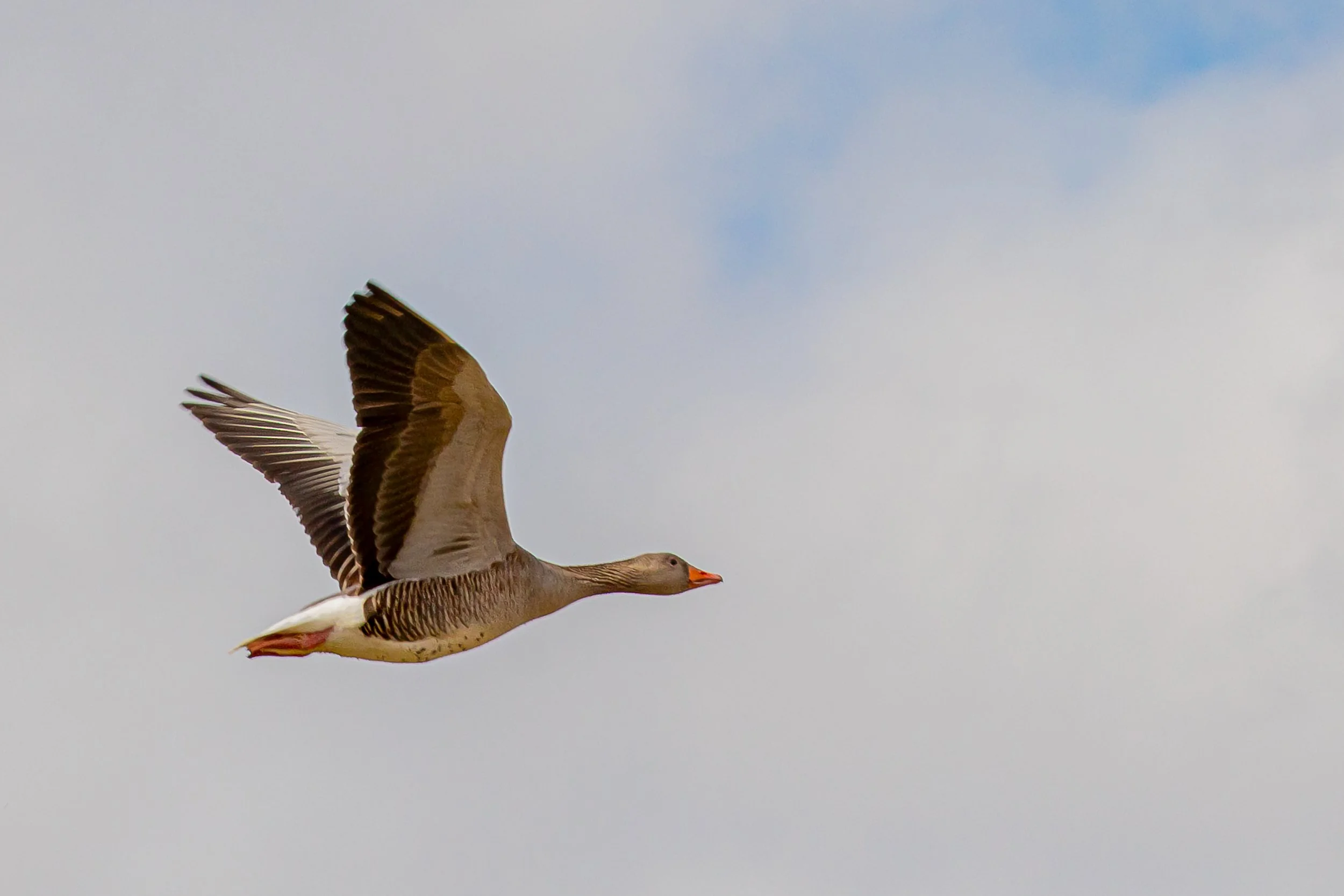 canon50-Enhanced-SR.jpg