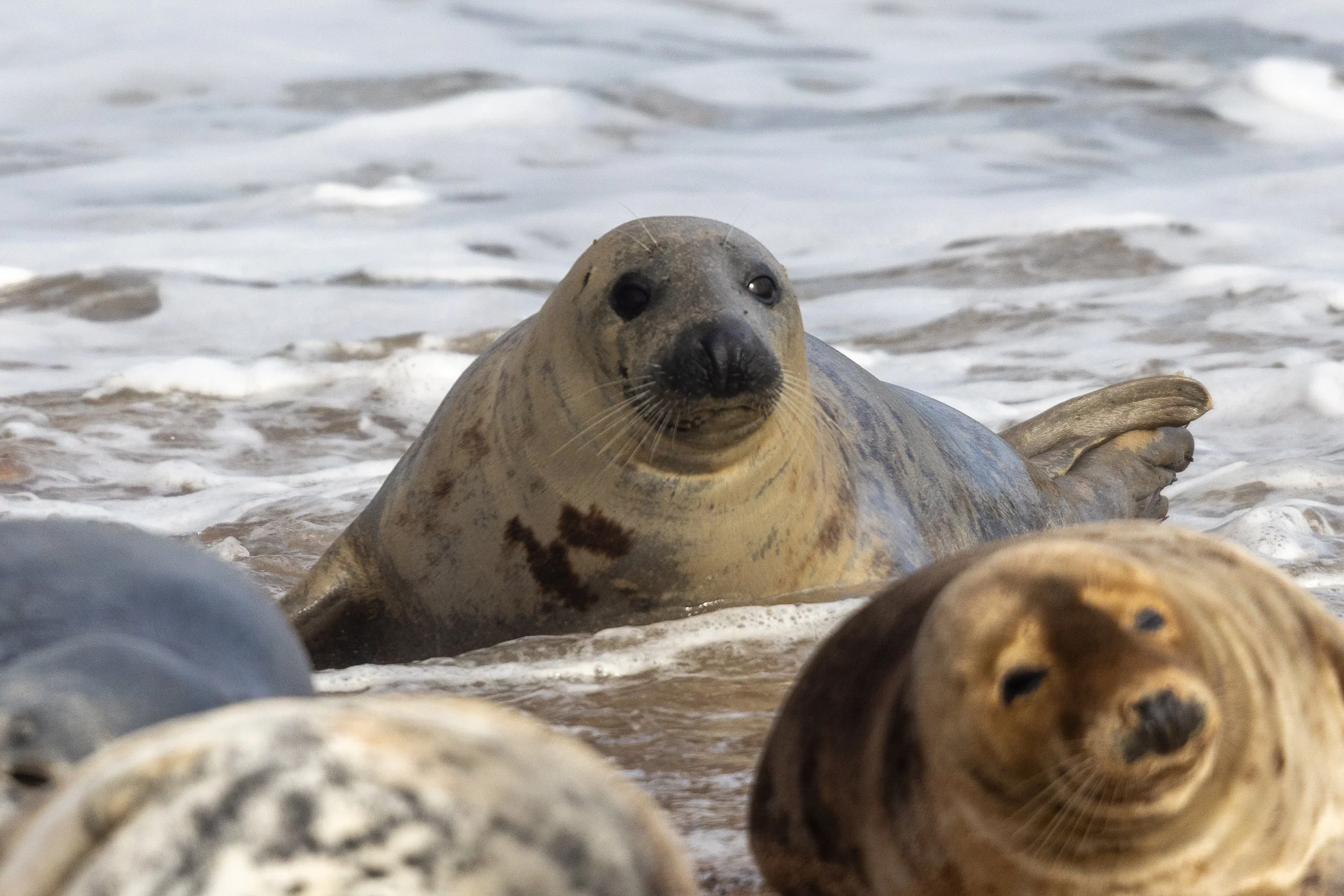 The seals of portgordon-9.jpg