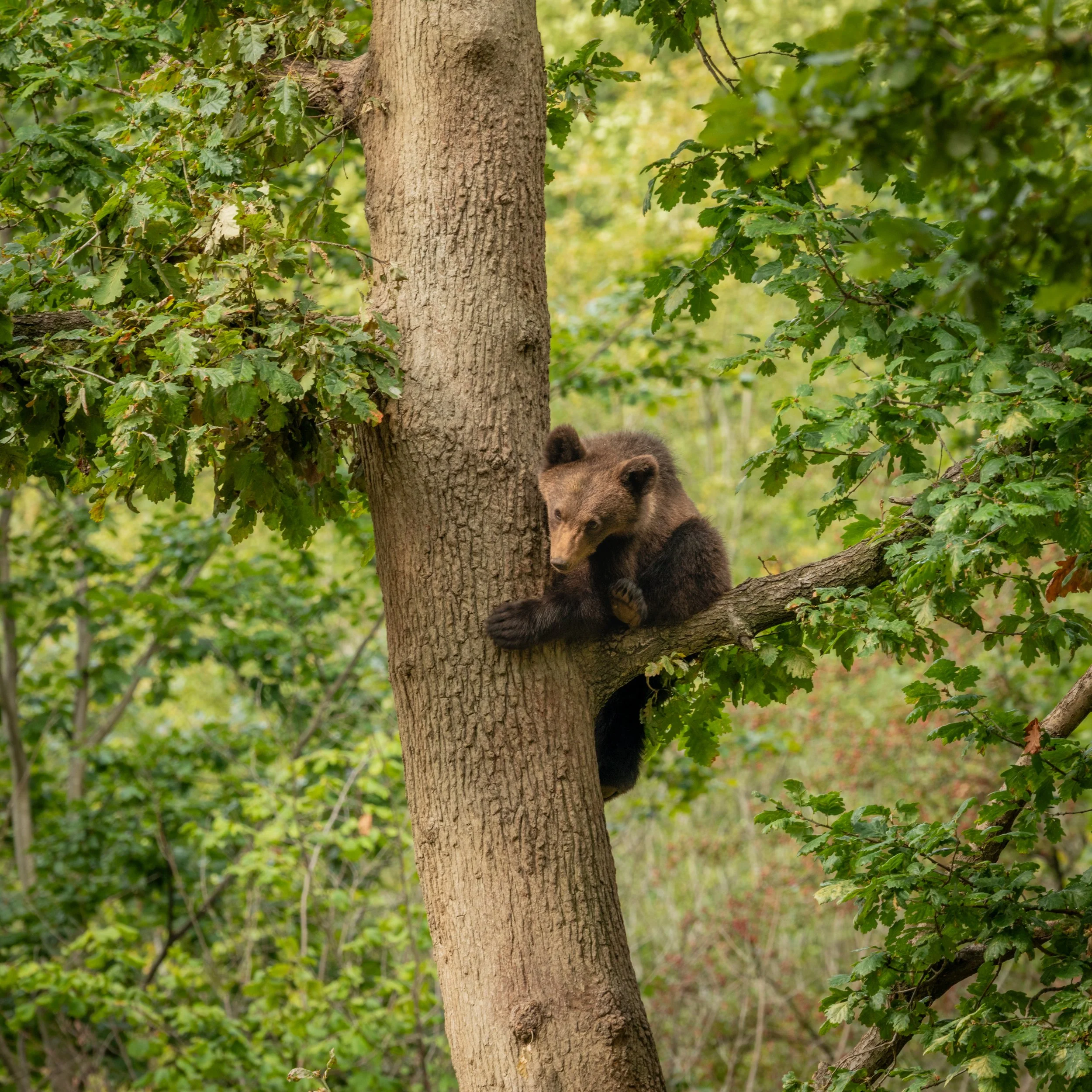 Brown bears-14.jpg