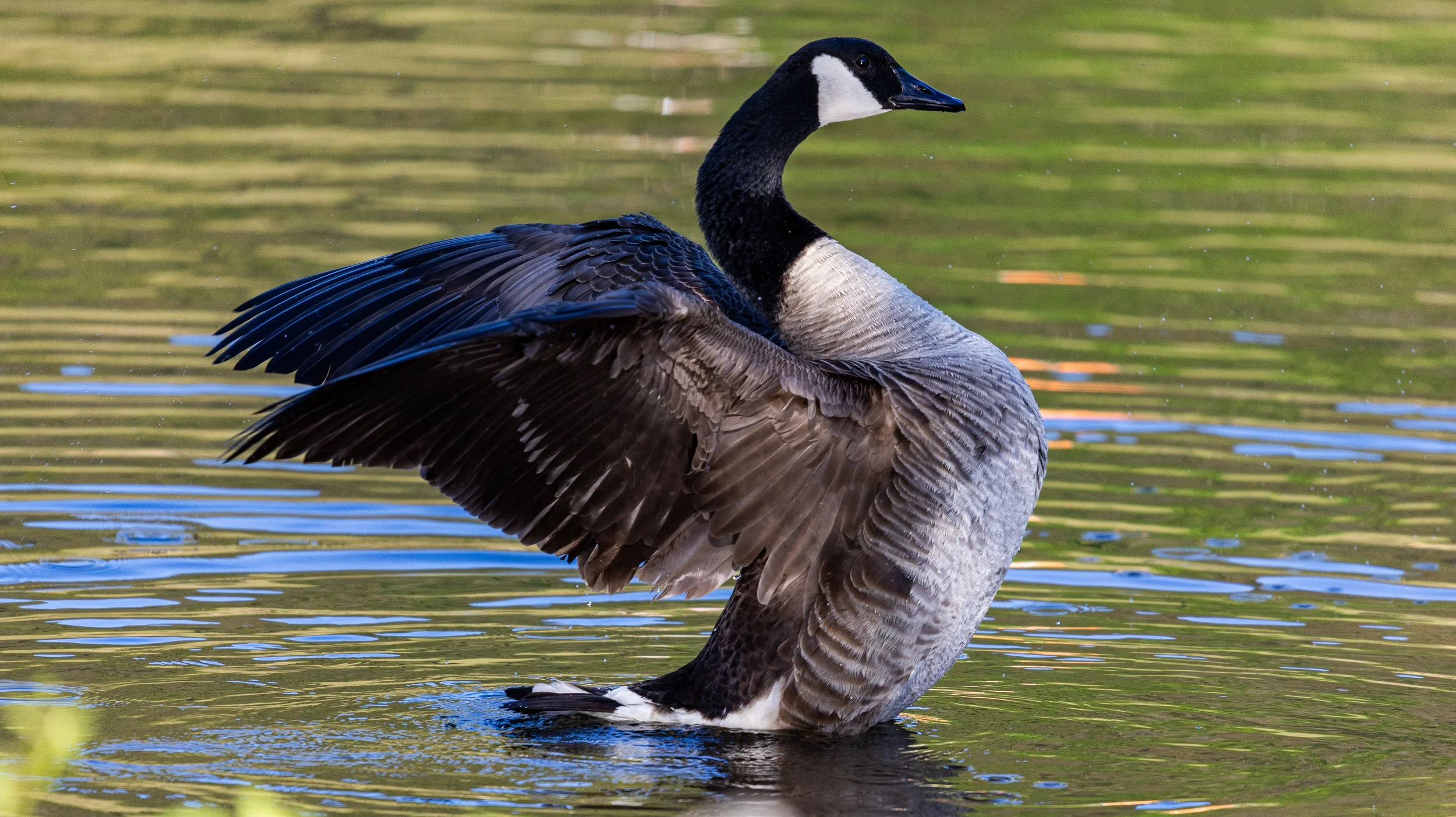 Werthiem Water Fowl68.jpg
