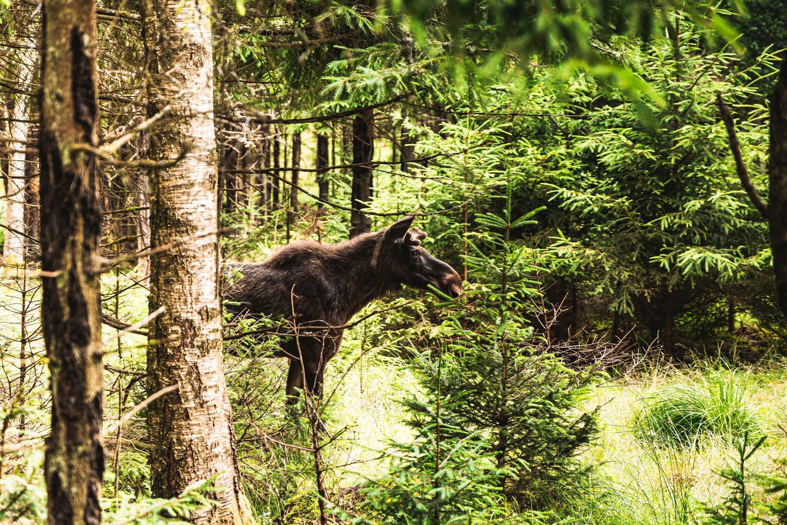 Moose115.jpg