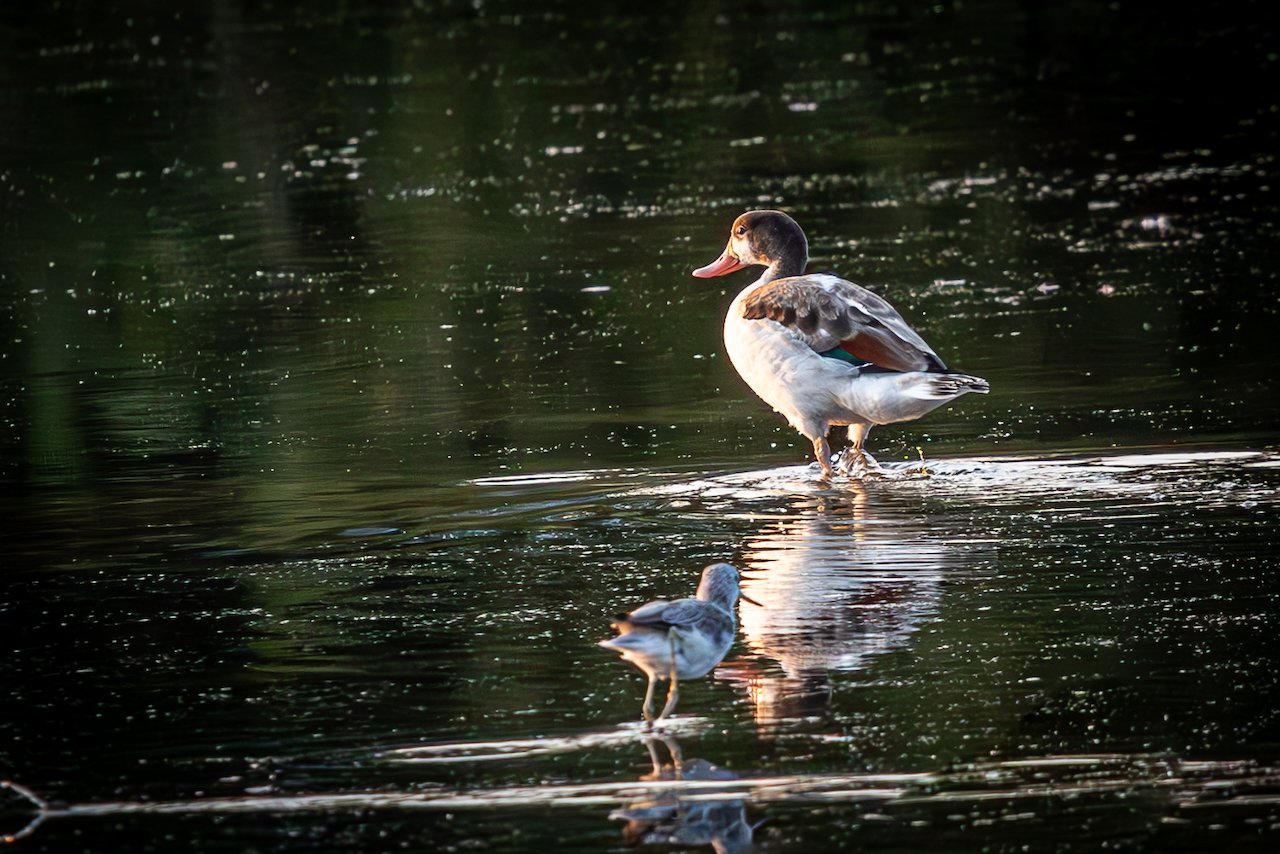 wildlife27.jpeg