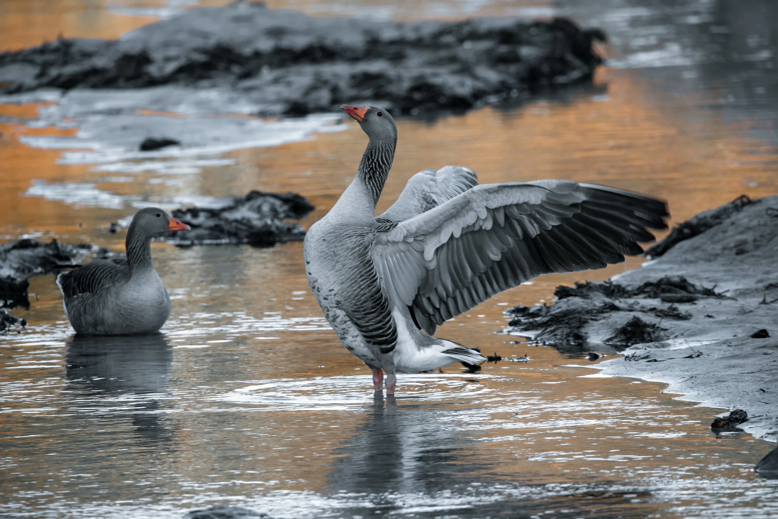Goose flap 1.jpg