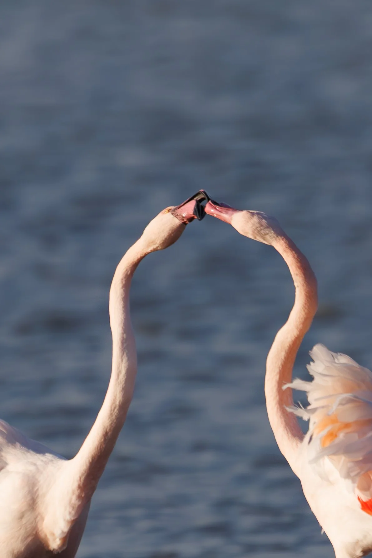 Flamingos1211-Enhanced-NR.jpg