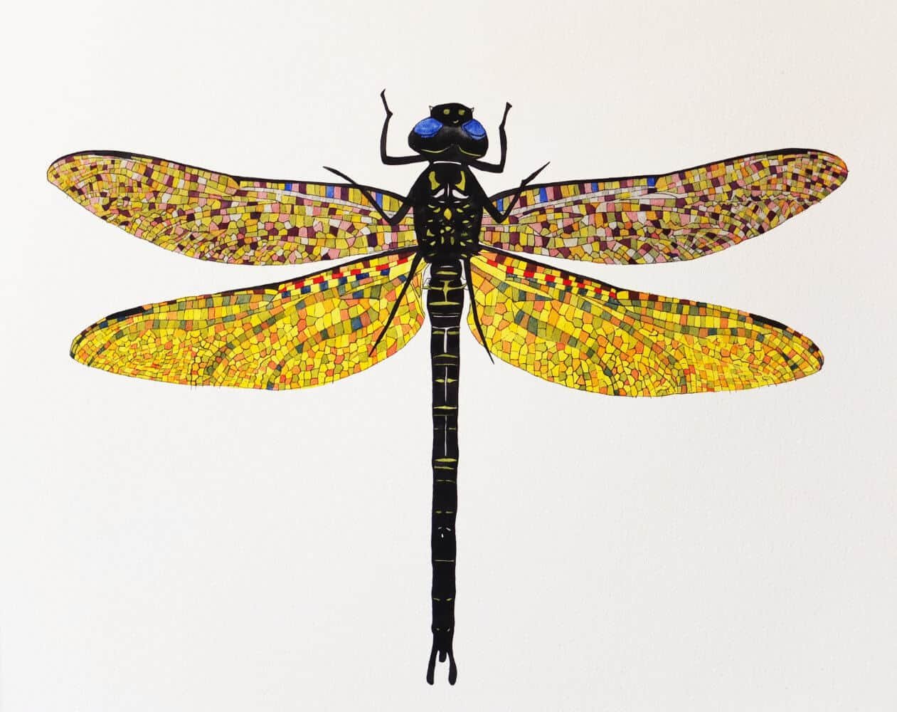 6-Dragonfly.jpg