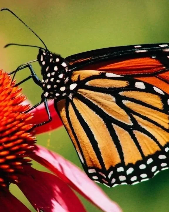 Courage Is Not an Absence of Fear