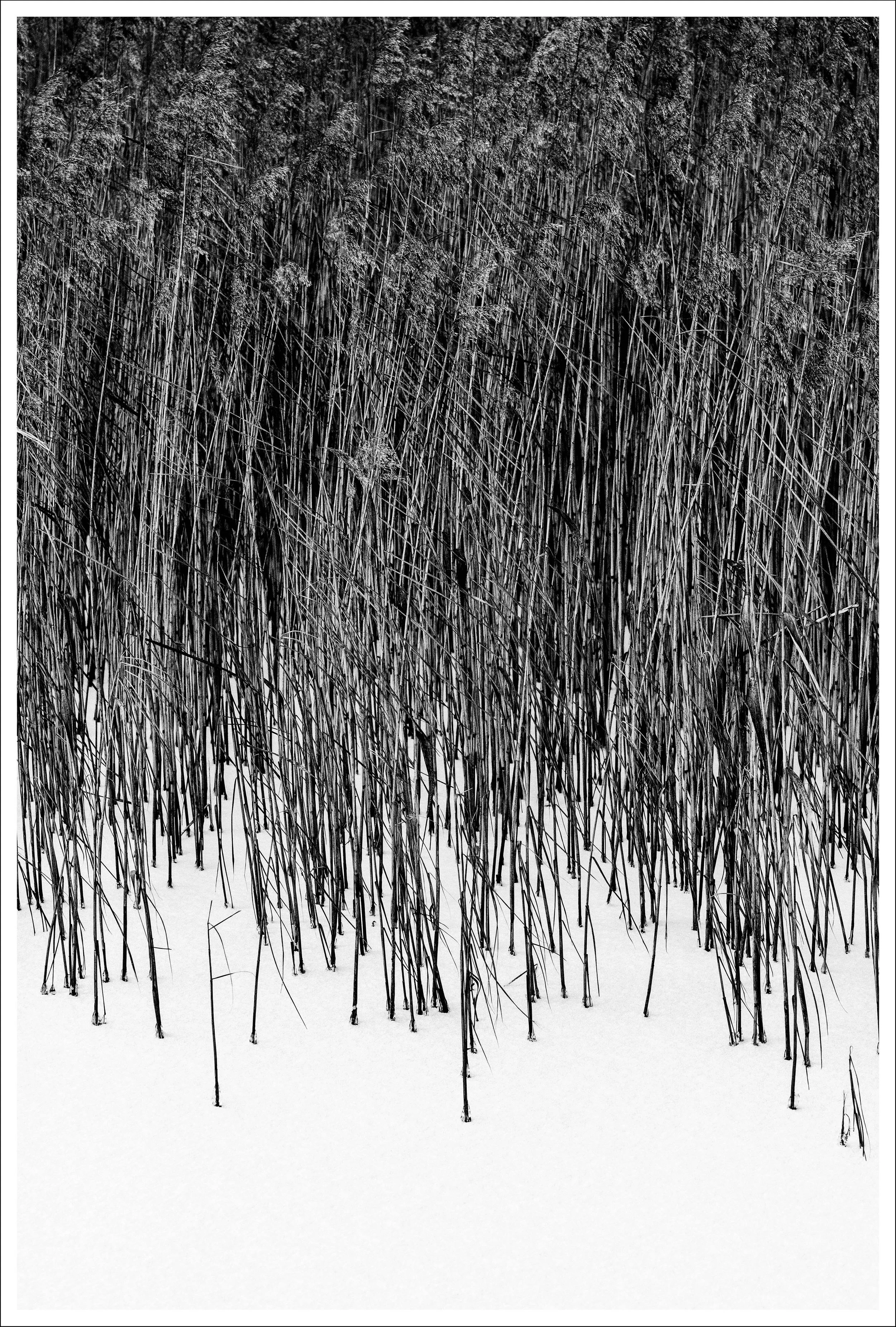 Siv på frossen sø_DSCF1745-63-Edit kopier.jpg