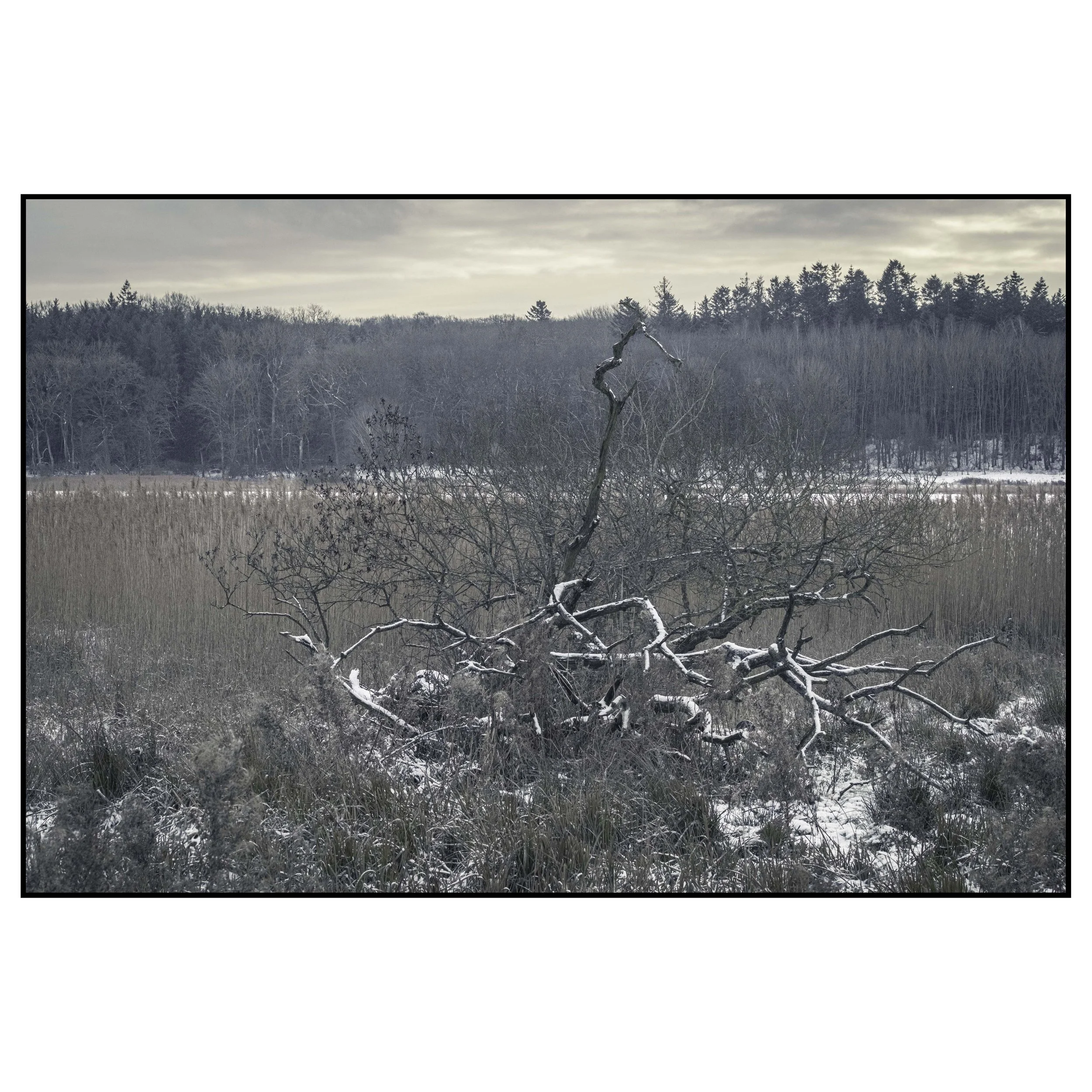 Melankolsk vinterstemning_DSCF1697-15-Edit kopier.jpg