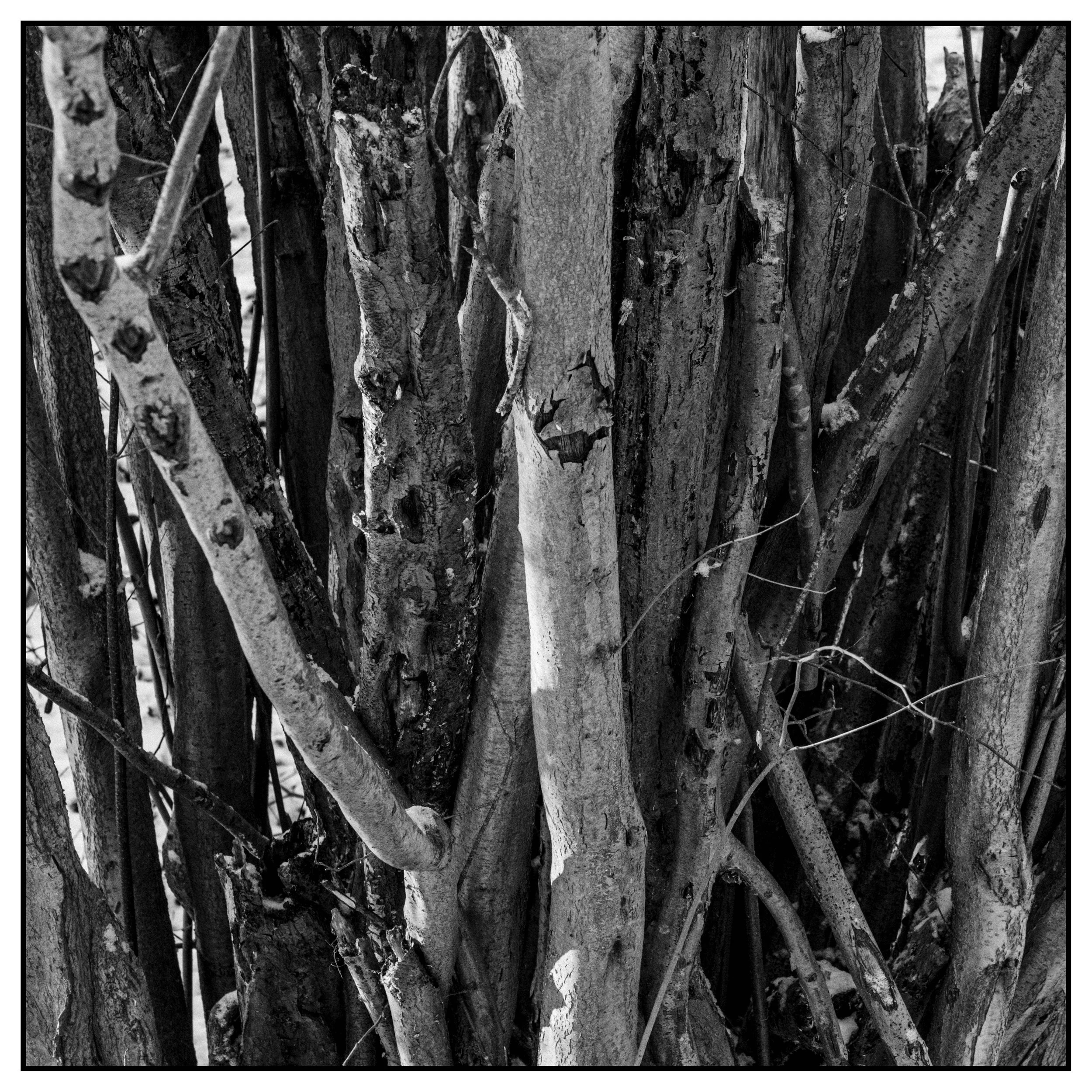 Jan_005_DSCF1783-101-Edit kopier.jpg