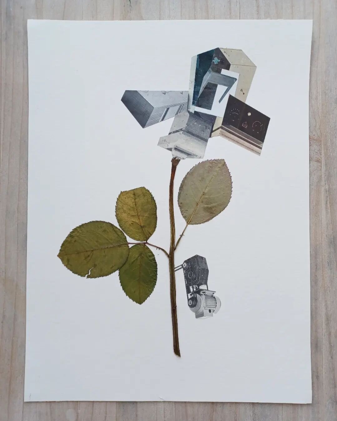 Compaction Plant
30x40cm
Collage on 265gsm bamboo paper
.
.
Natural pressed flower stem with paper collage.
.
.
#benjaminwest #bwcreates #collage_art #collageart #collageartist #collageartwork #analoguecollage #abstractcollage #collageartistsx #colla