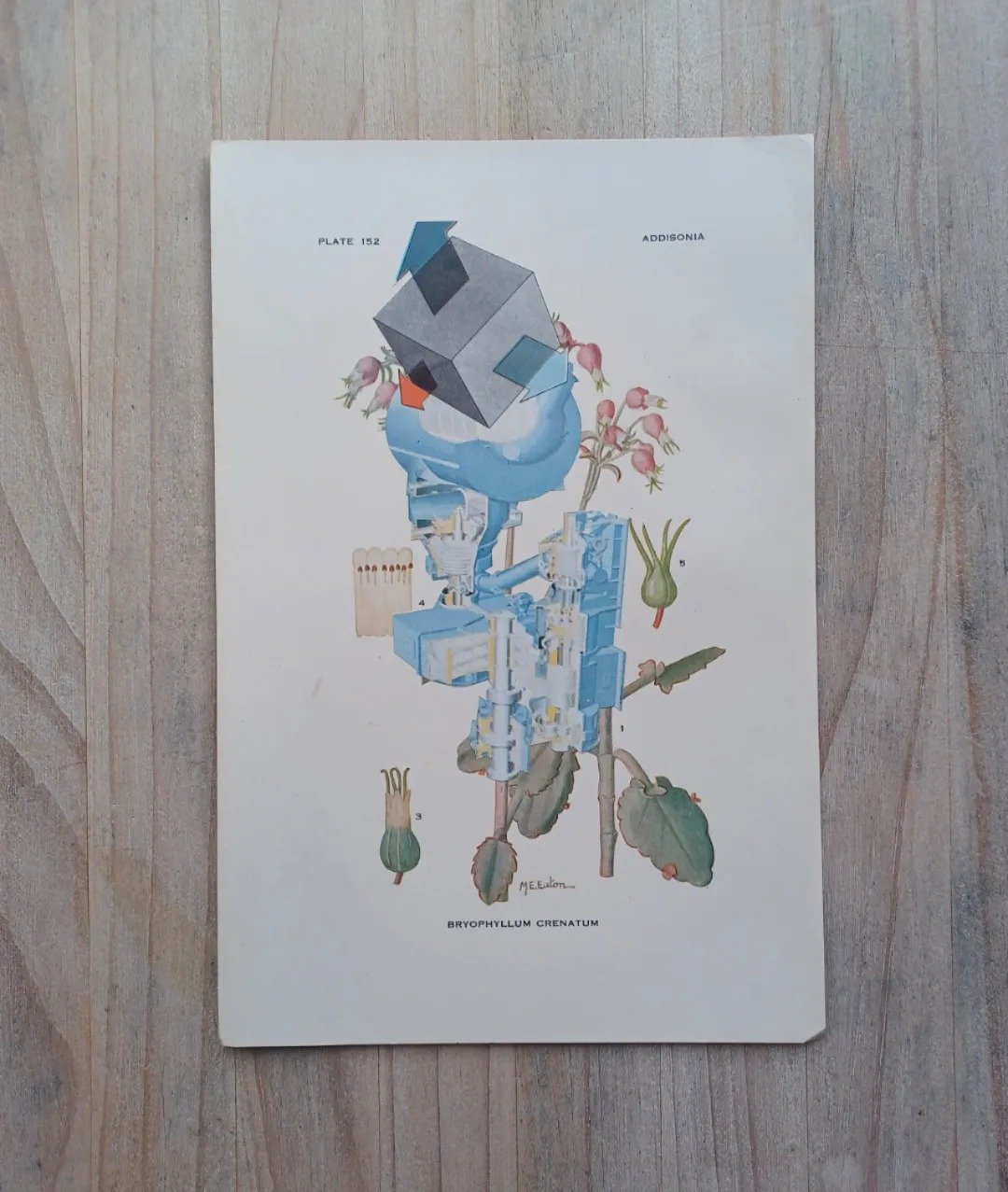 Plate 152
17.5x27cm
.
#bwcreates #benjaminwest #analoguecollage #artcollector #artcurator #artistoninstagram #collage #collage_art #collageart #collageartist #collageartwork #collagecollectiveco #collagecommunity #collages #cutandpaste #environmental