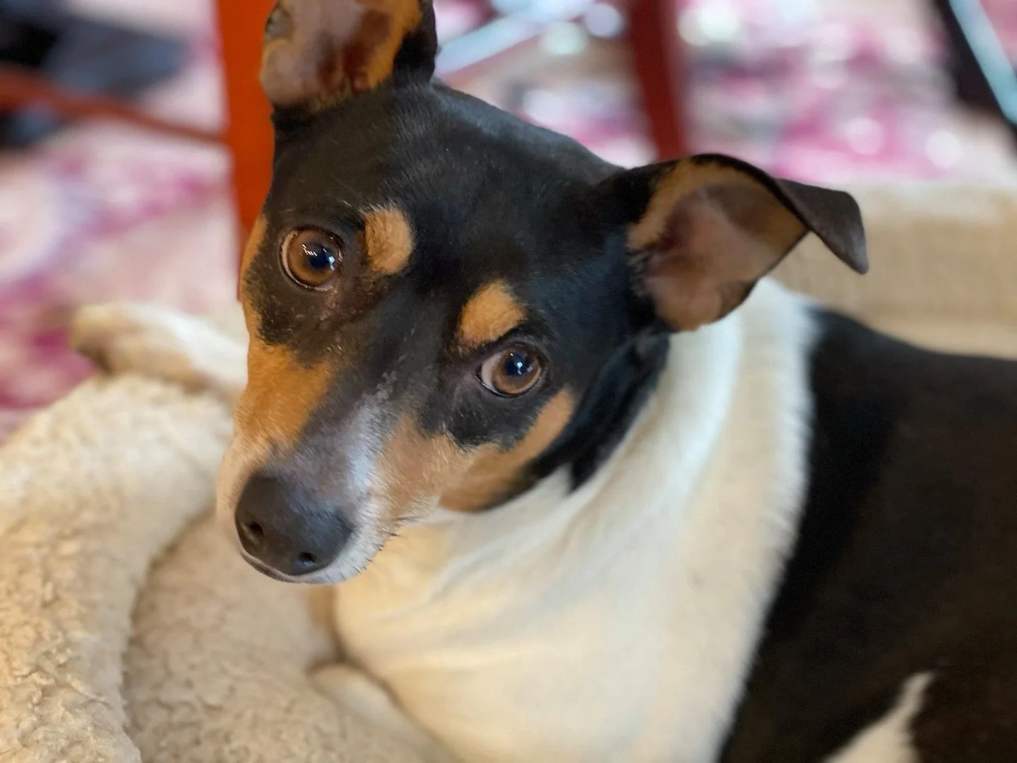 Carmen may not care about the #puppybowl but her humans do! #ratterrier #ratbonerescue
