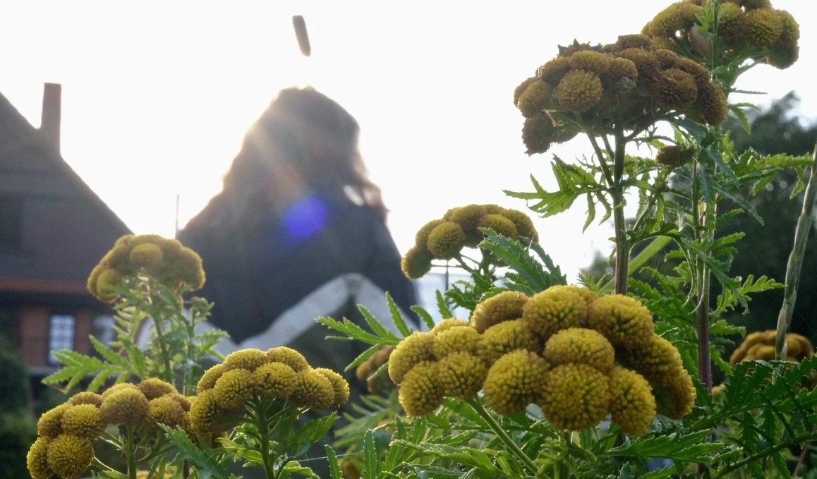 Dolden im Rücken -- Groß Borstel, 02.08.2024, FUJIFILM X-T50, XF27mmF2.8 R WR, ISO 800, 41 mm, ƒ16, 1/125 s